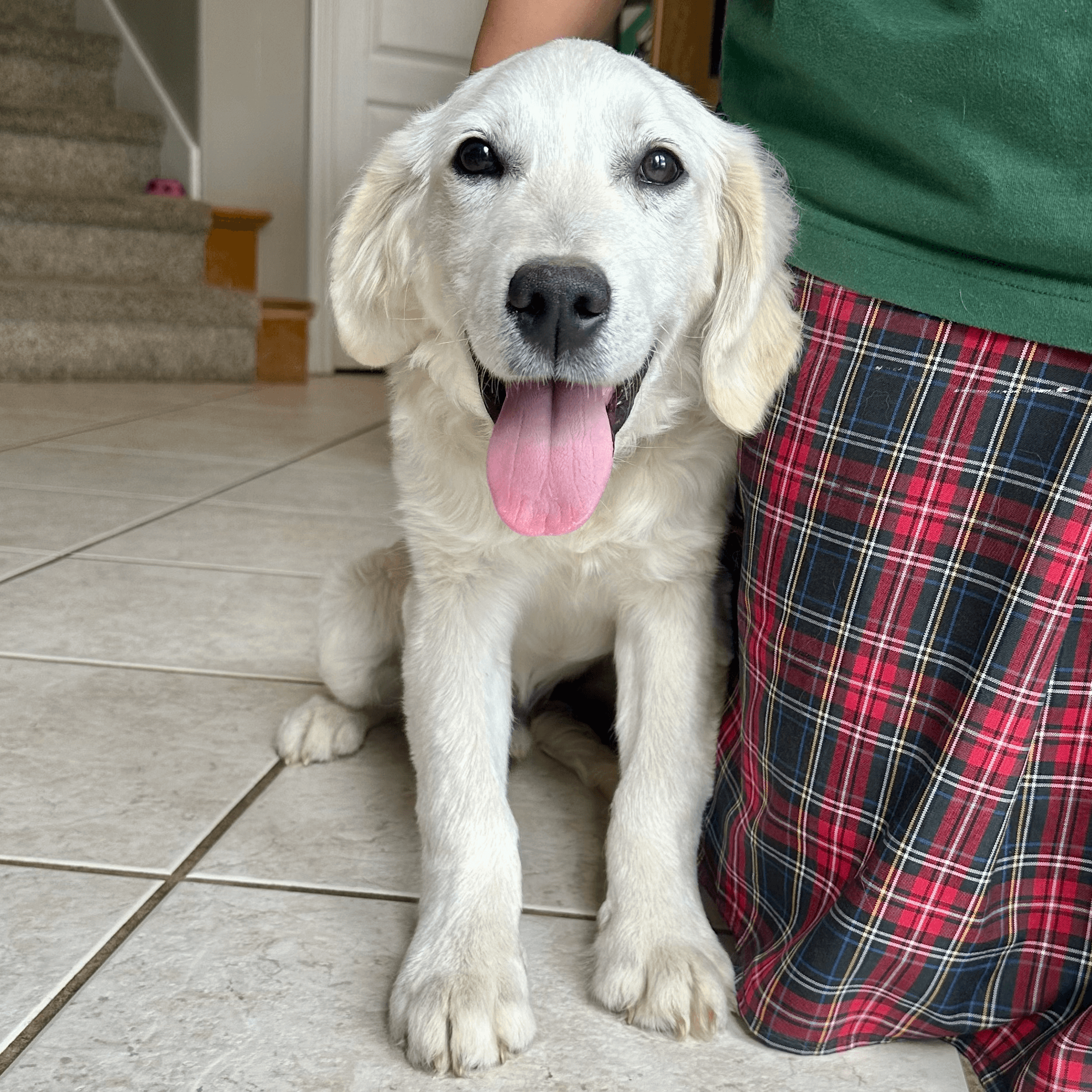 the-mini-golden-retriever-small-dog-big-heart