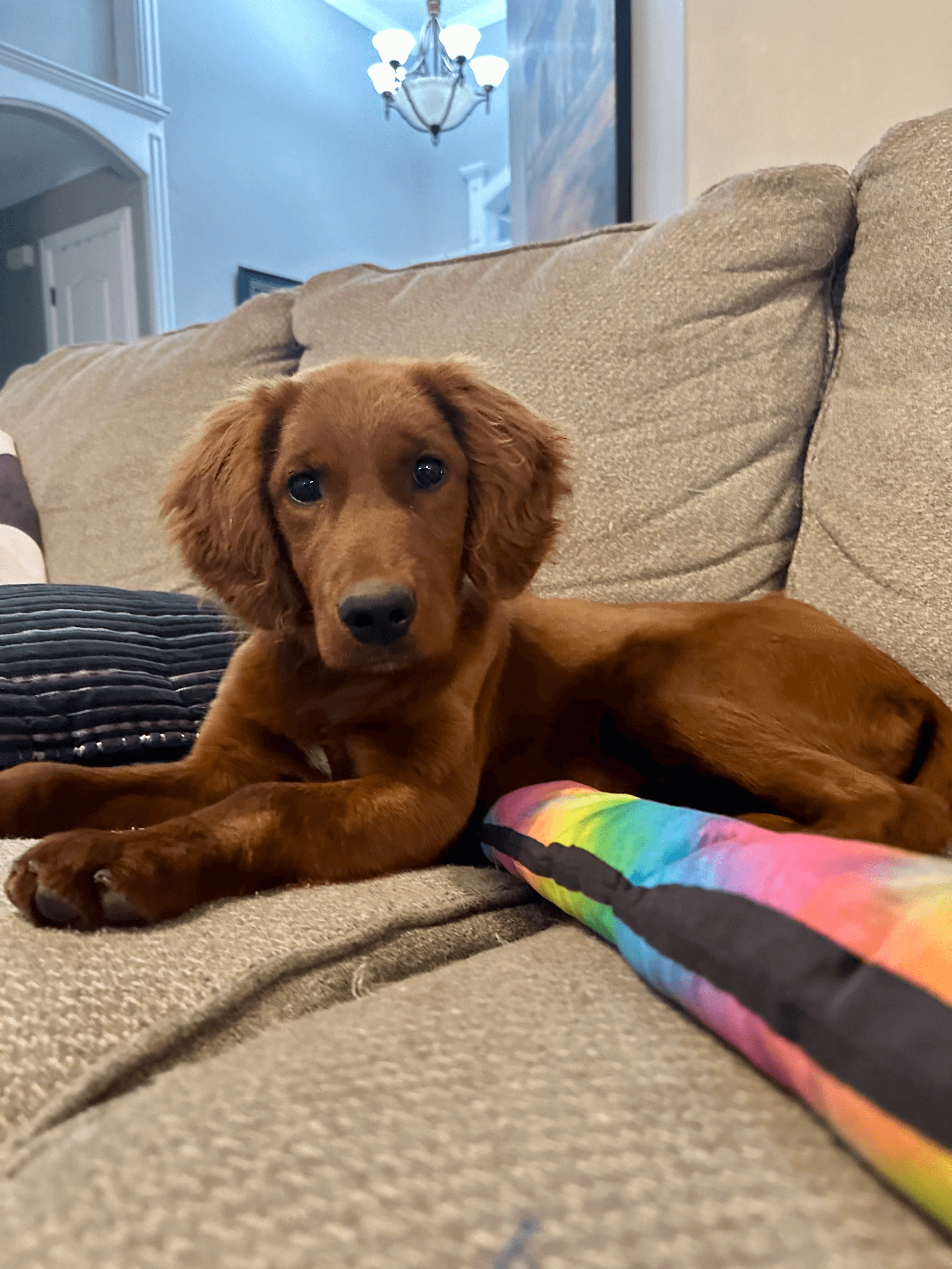 the-mini-golden-retriever-small-dog-big-heart