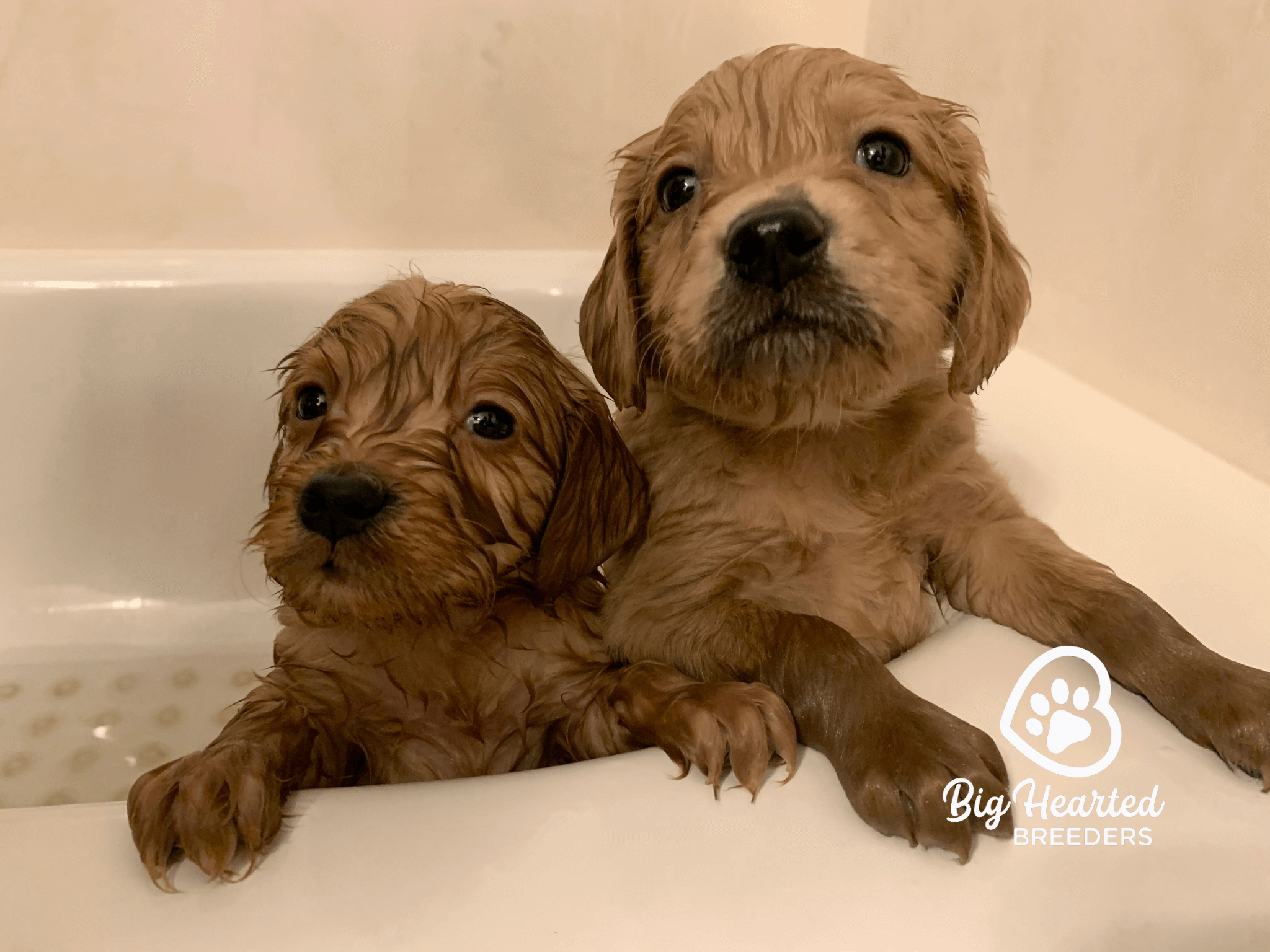 holistic-care-for-mini-golden-retrievers