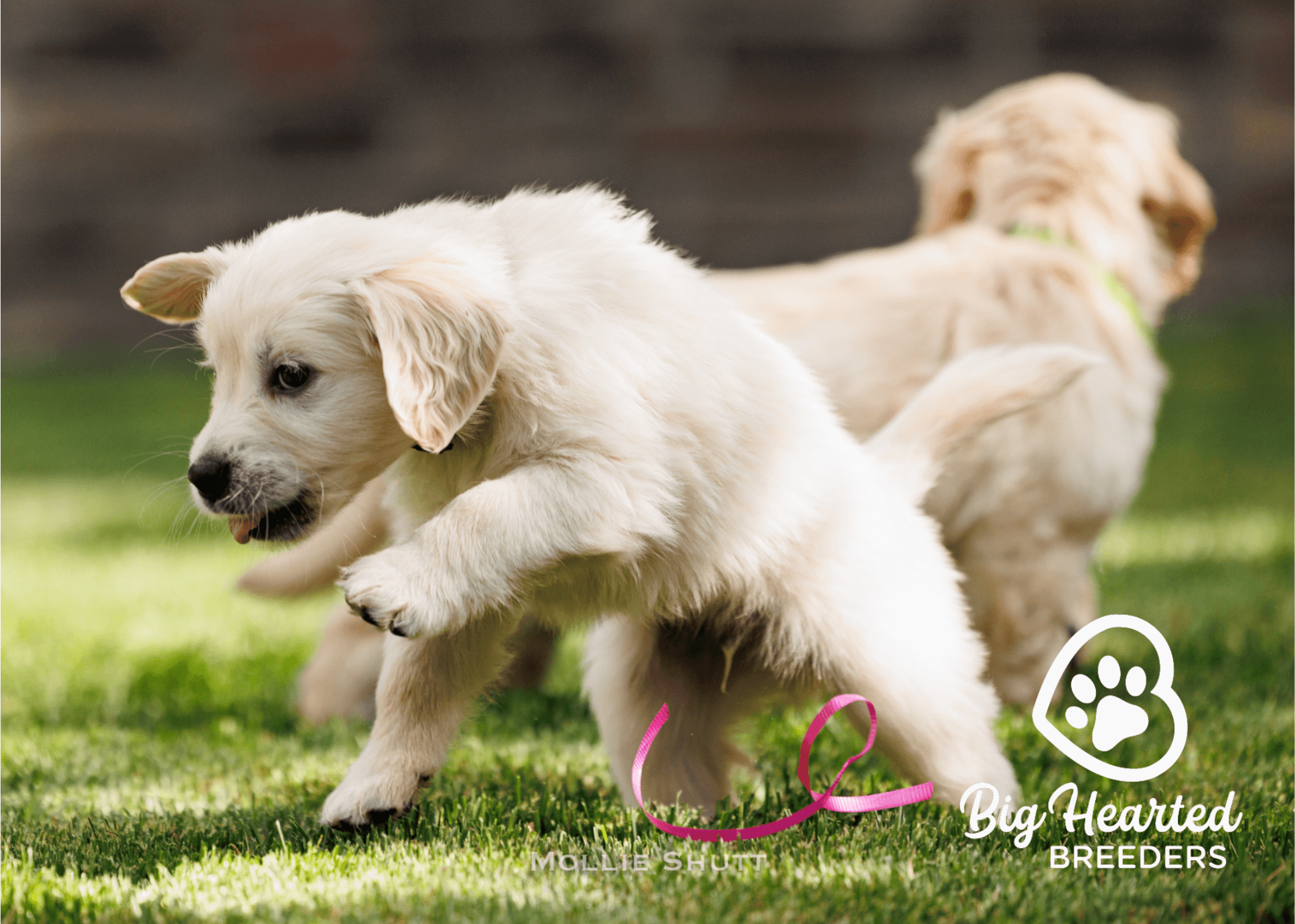 holistic-care-for-mini-golden-retrievers