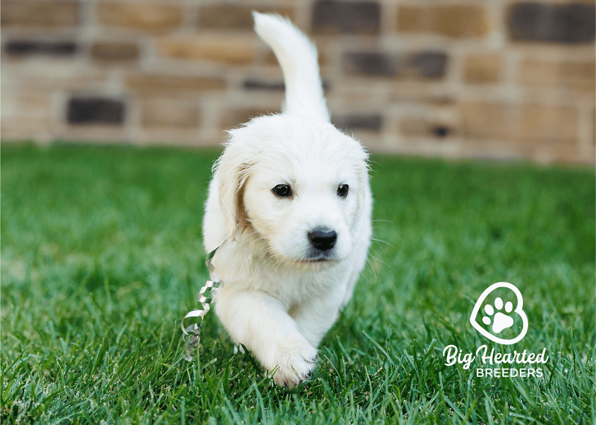 holistic-care-for-mini-golden-retrievers