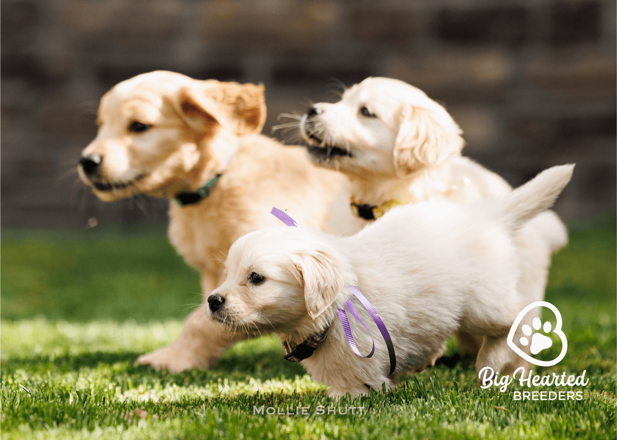 holistic-care-for-mini-golden-retrievers