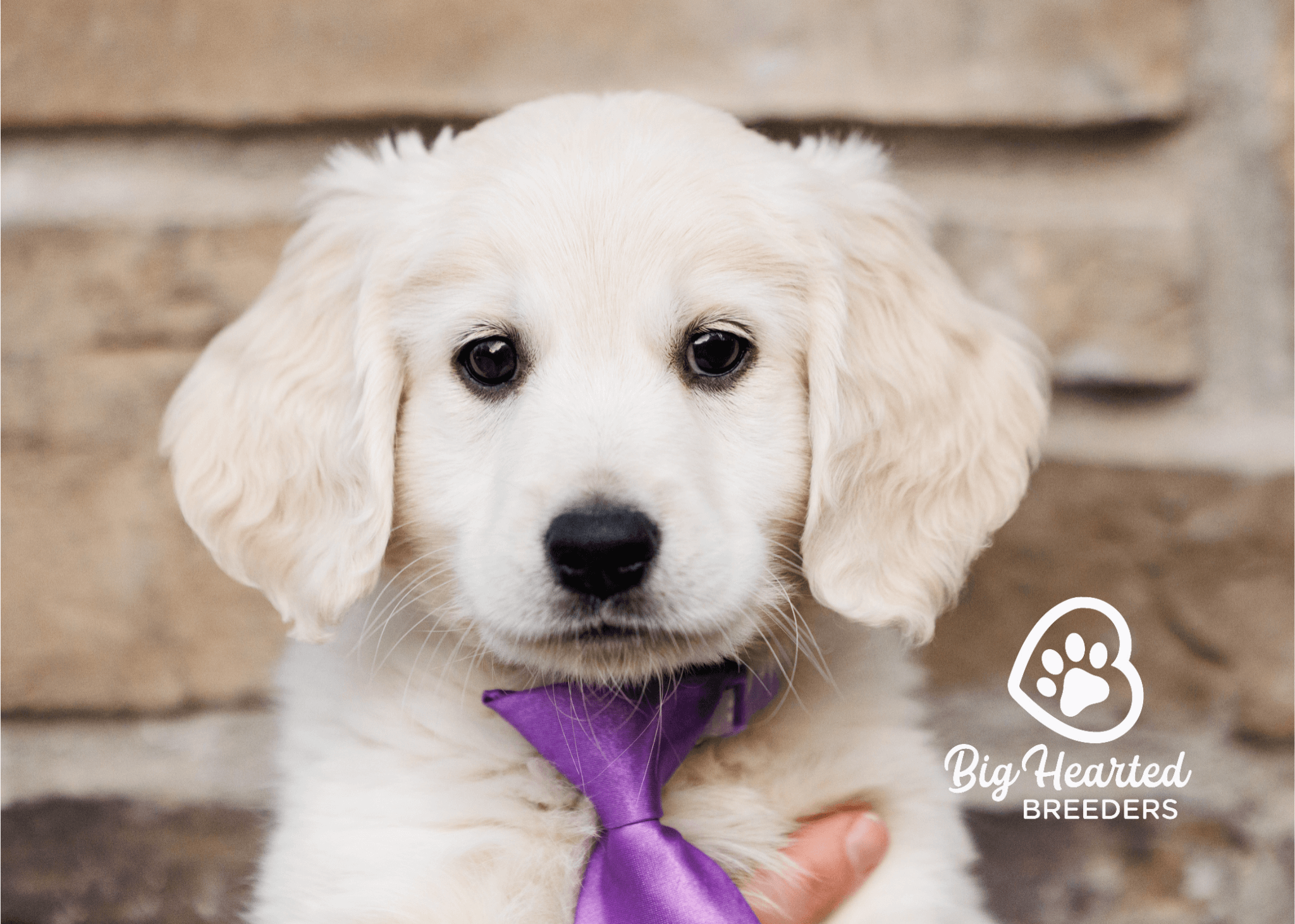 holistic-care-for-mini-golden-retrievers