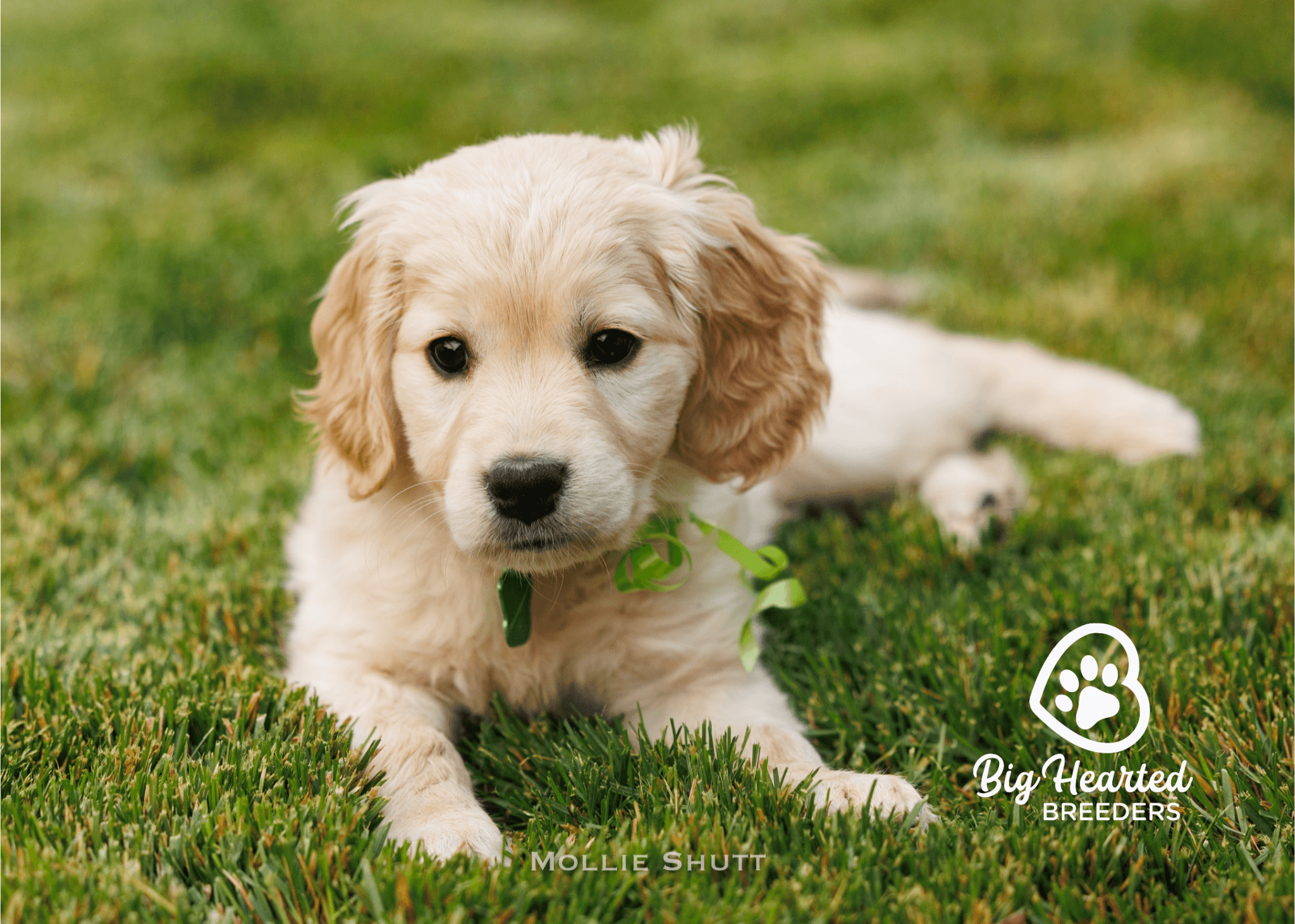 holistic-care-for-mini-golden-retrievers