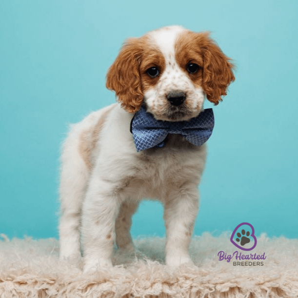 9-questions-to-ask-when-choosing-a-dog-breed