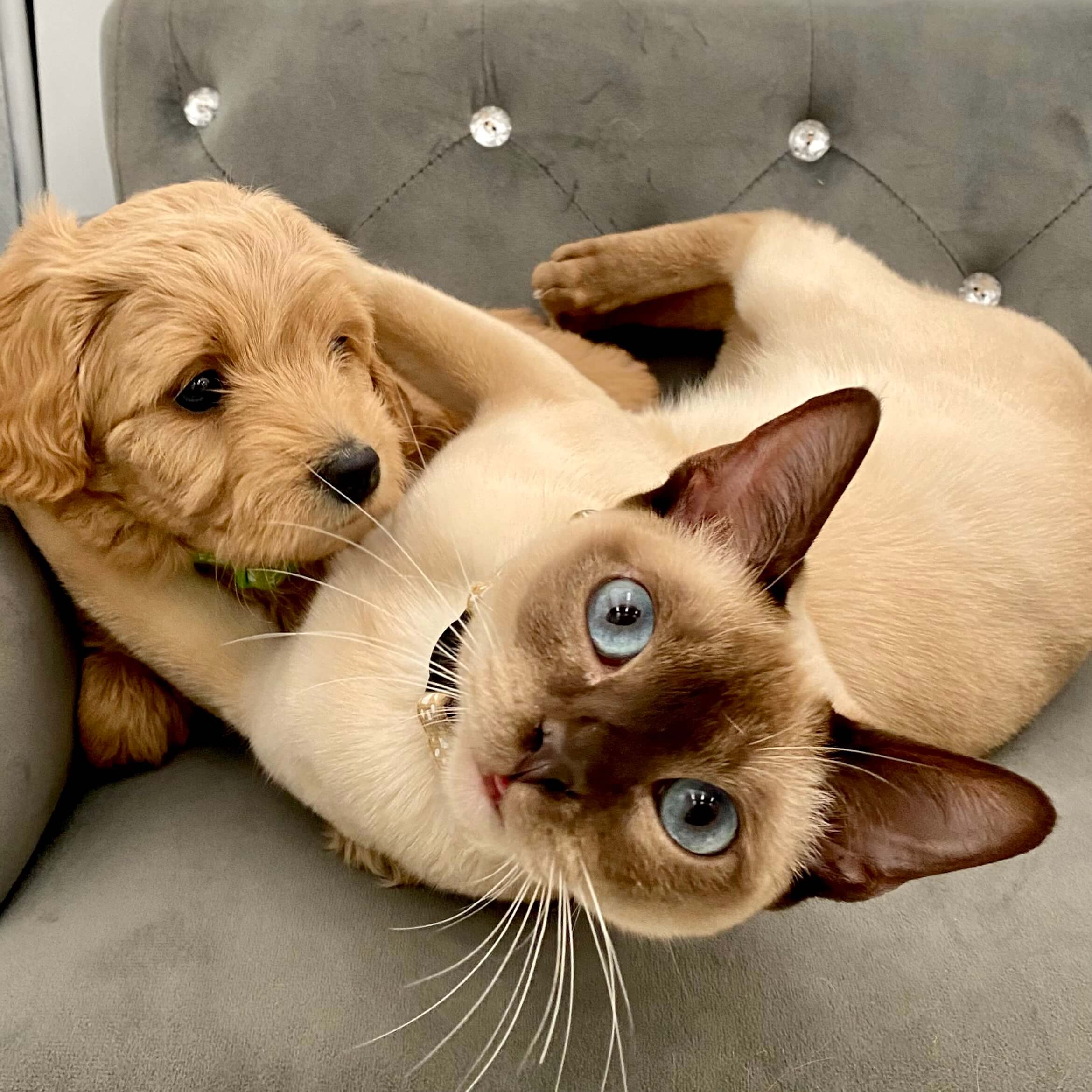 the-delightful-world-of-tonkinese-kittens