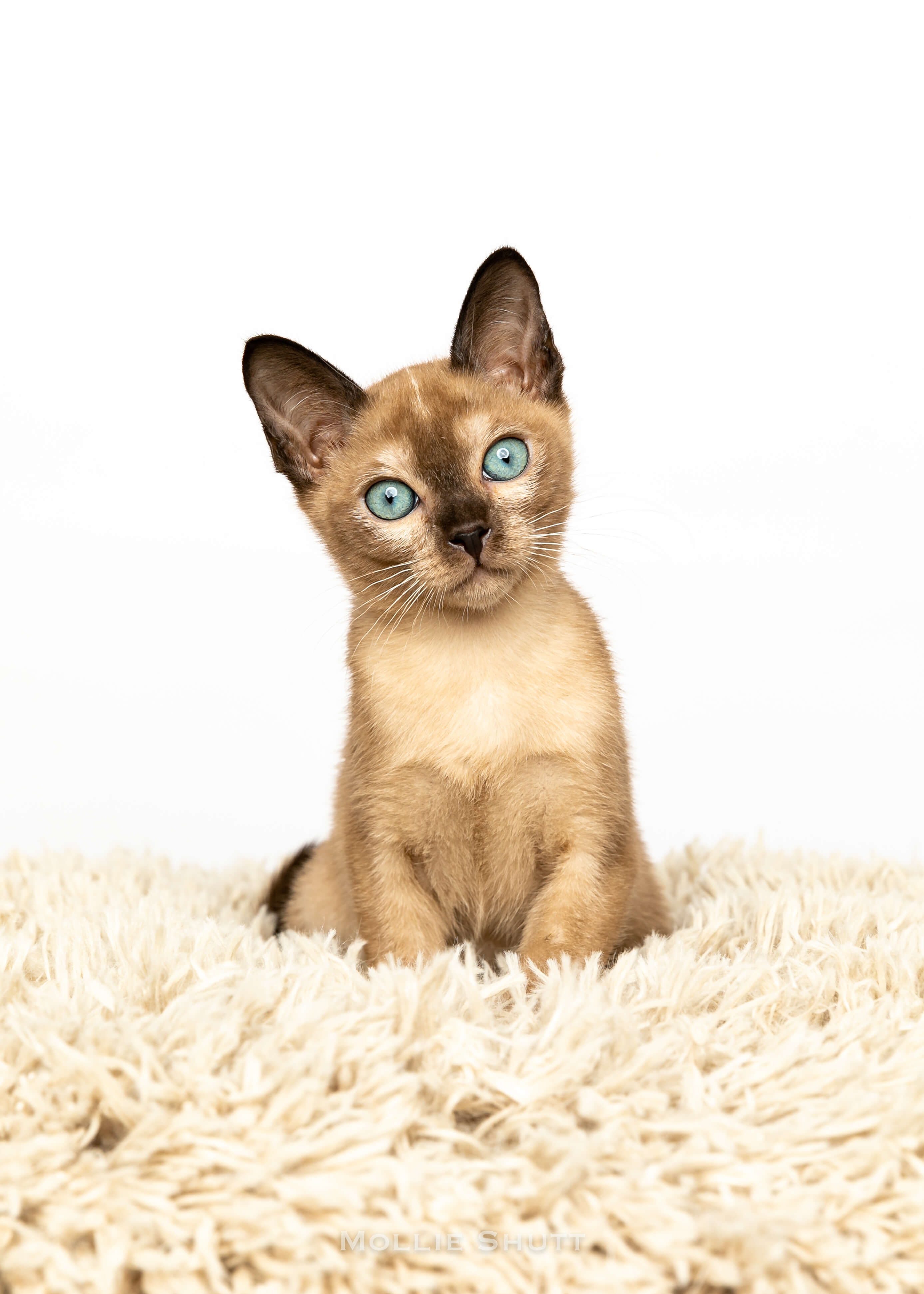 the-delightful-world-of-tonkinese-kittens