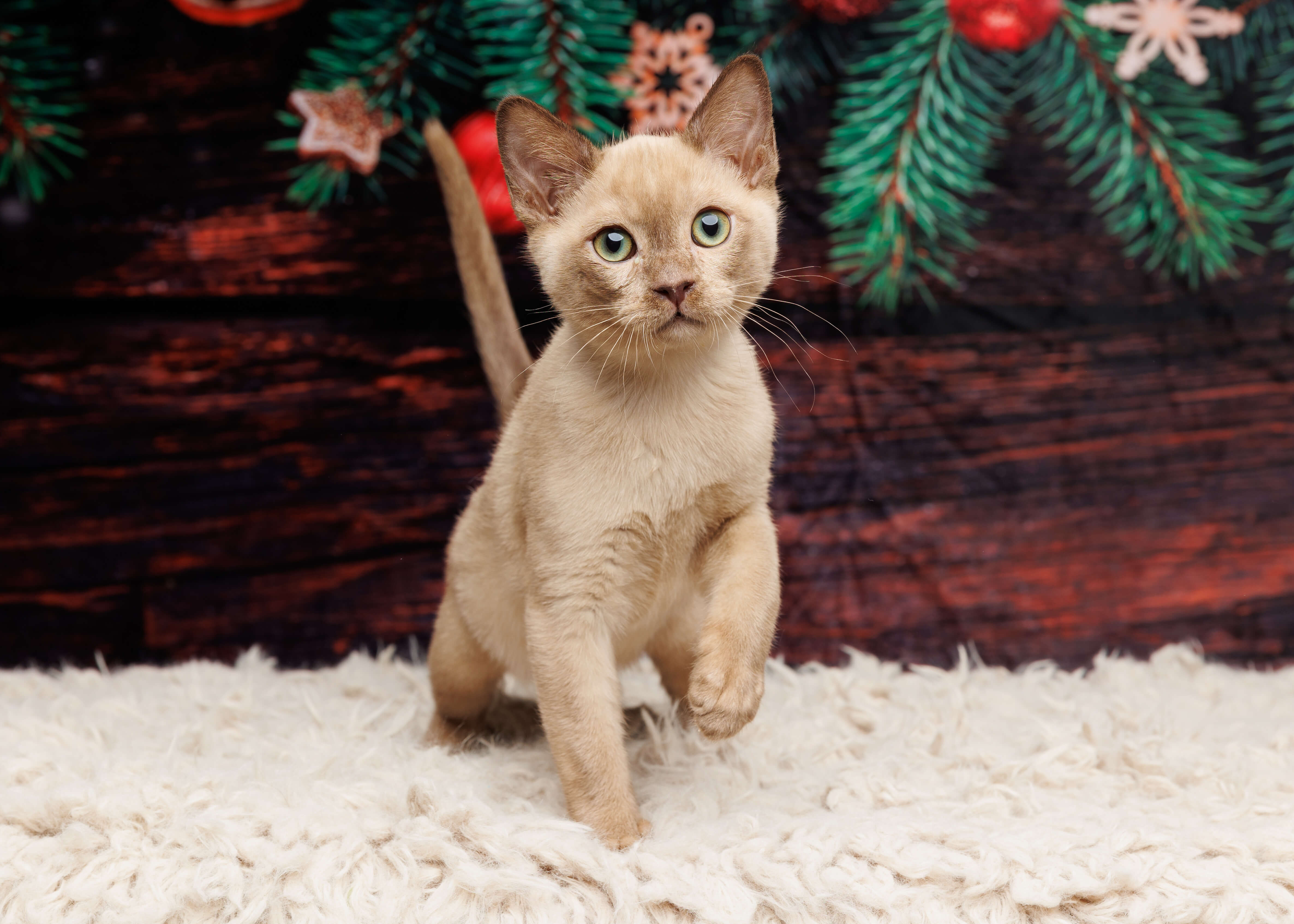 the-delightful-world-of-tonkinese-kittens