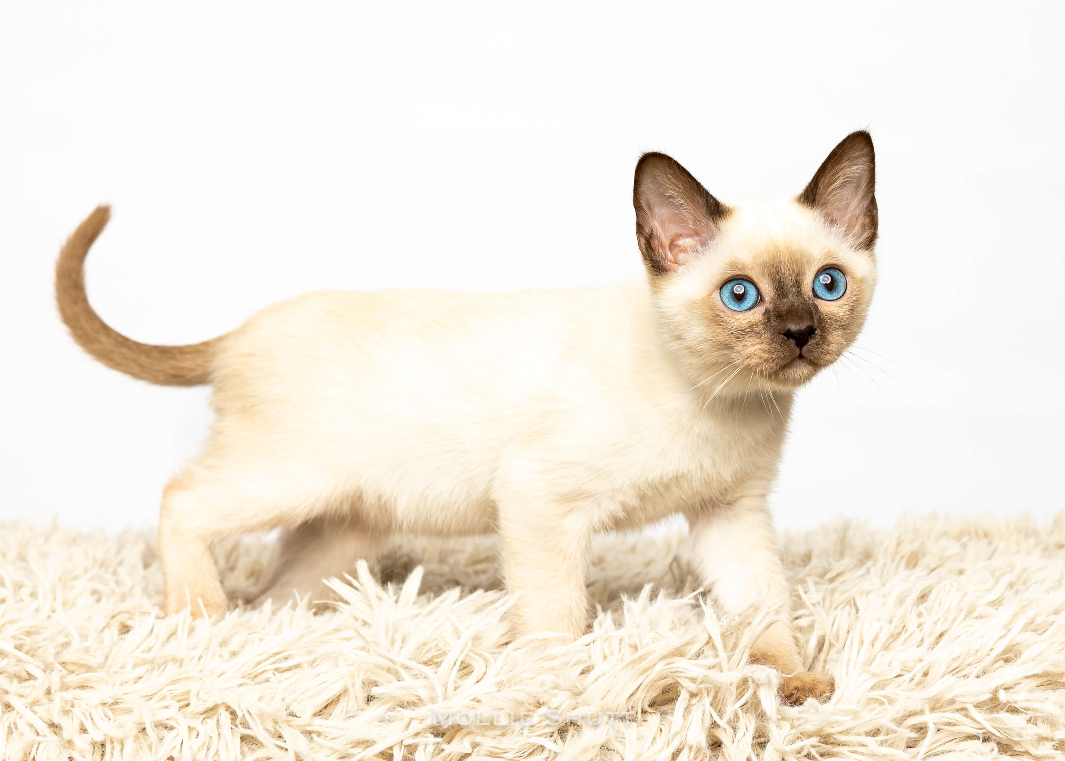 the-delightful-world-of-tonkinese-kittens