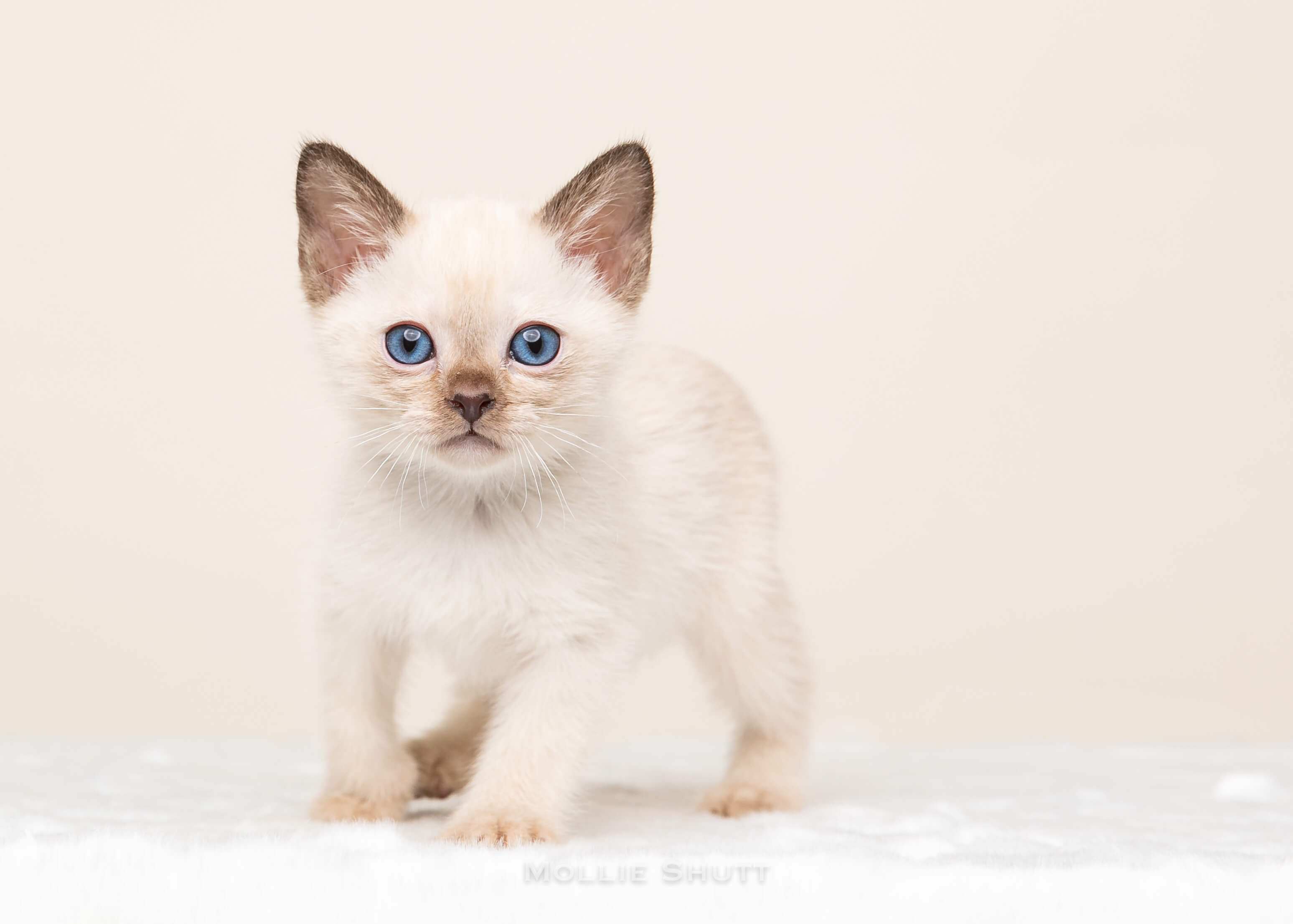 the-delightful-world-of-tonkinese-kittens