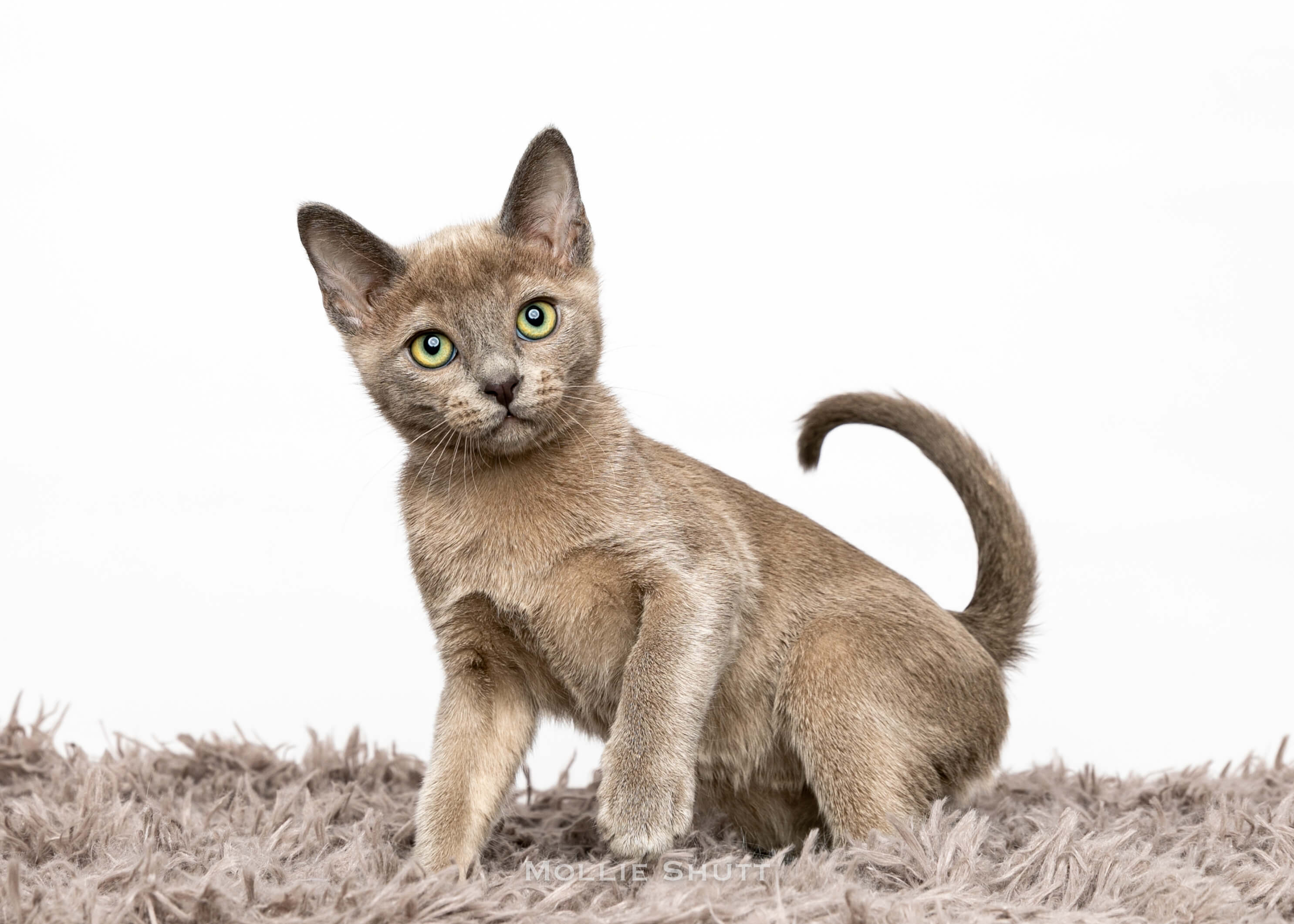 the-delightful-world-of-tonkinese-kittens