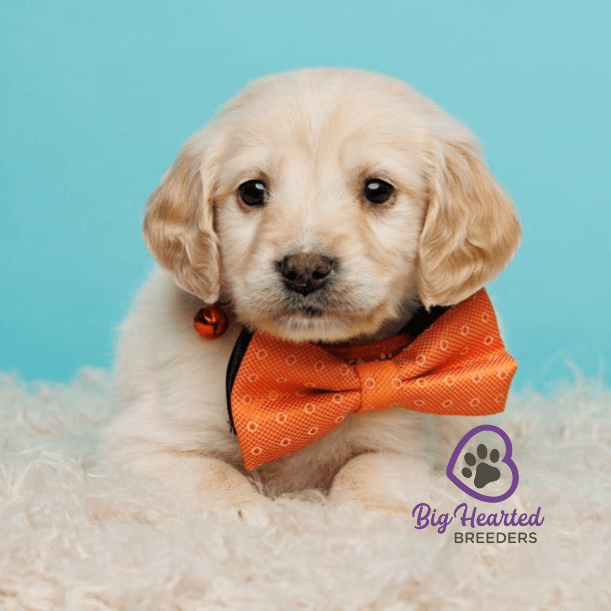 essential-supplies-for-your-mini-golden-retriever-puppy