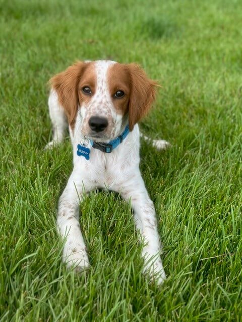 mini-golden-retriever-vs-standard-golden-retriever