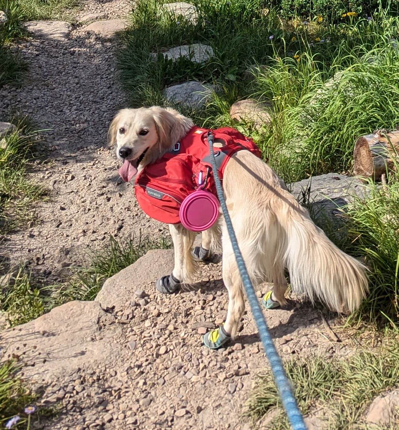 the-ultimate-guide-to-mini-golden-retrievers