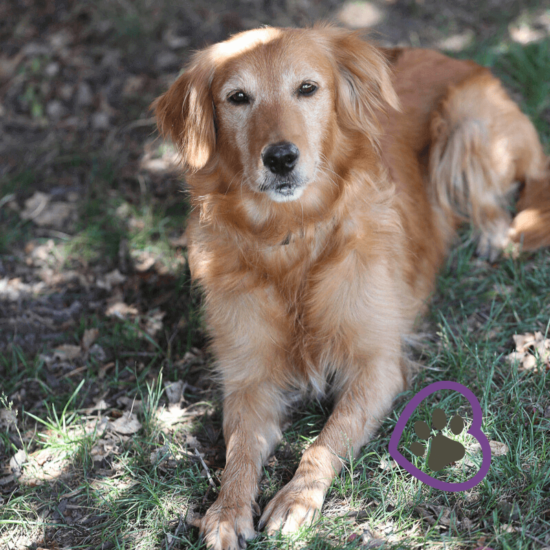 mini-golden-retriever-vs-standard-golden-retriever