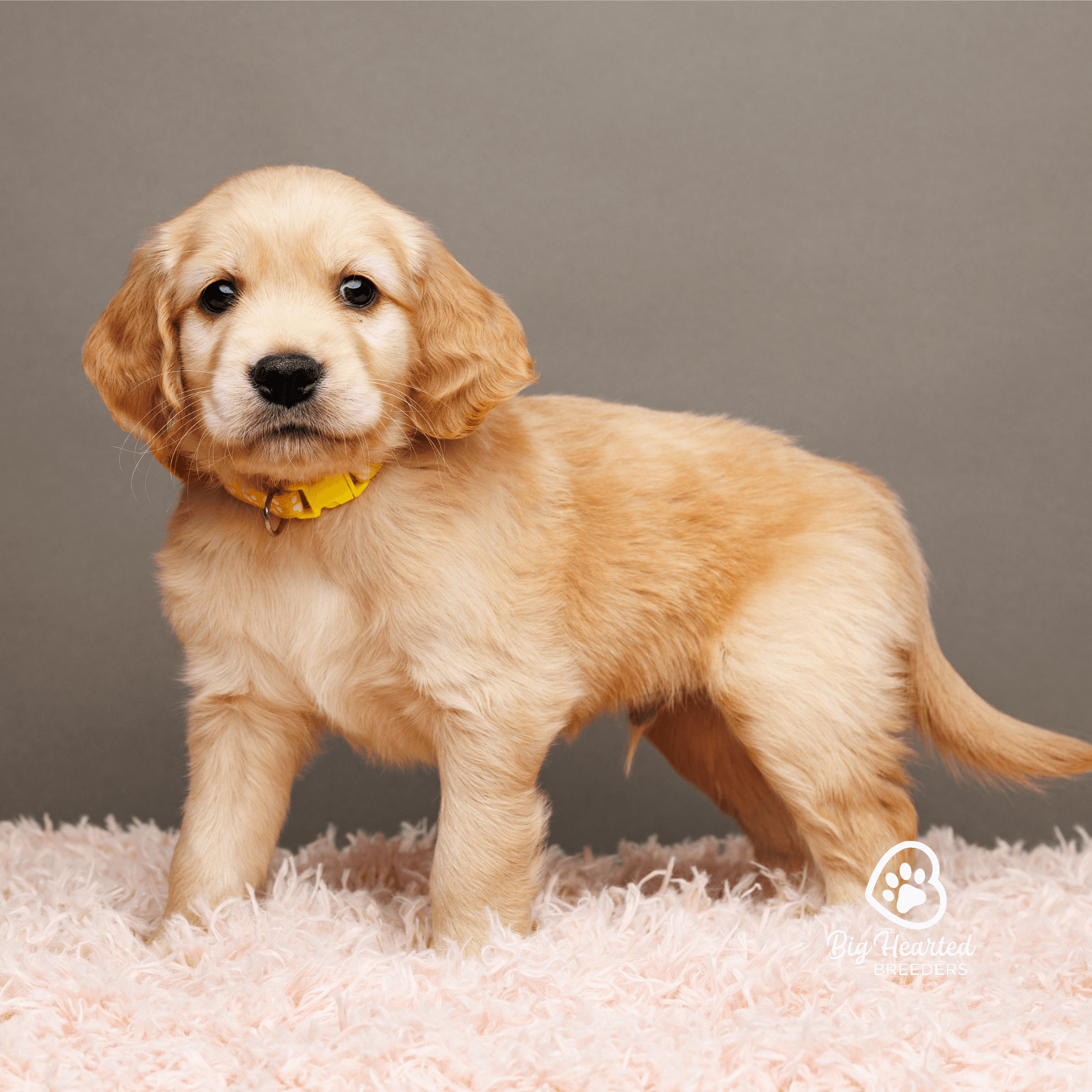 common-health-issues-in-mini-golden-retrievers