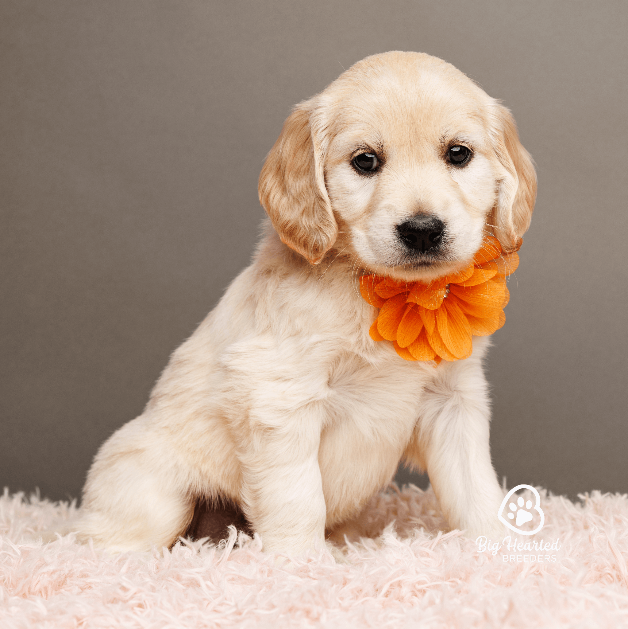 common-health-issues-in-mini-golden-retrievers