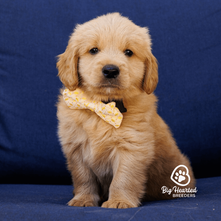 common-health-issues-in-mini-golden-retrievers