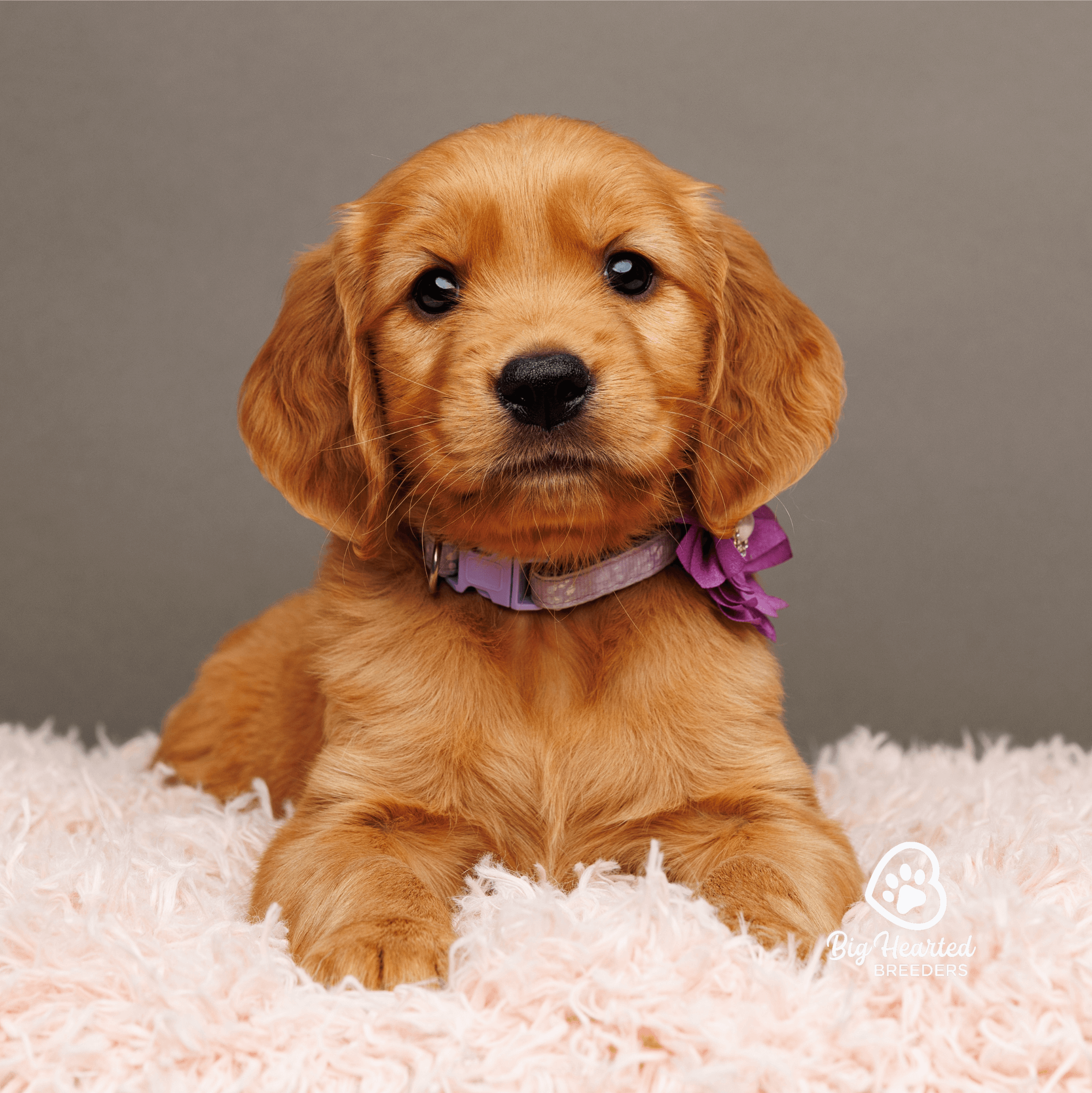 common-health-issues-in-mini-golden-retrievers