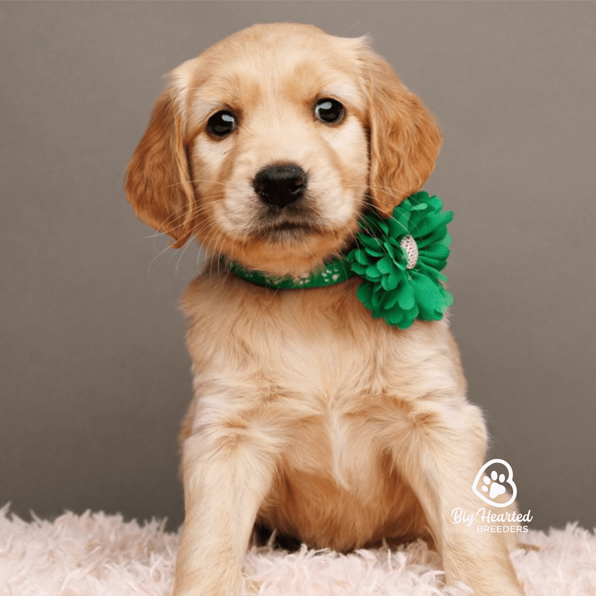 common-health-issues-in-mini-golden-retrievers