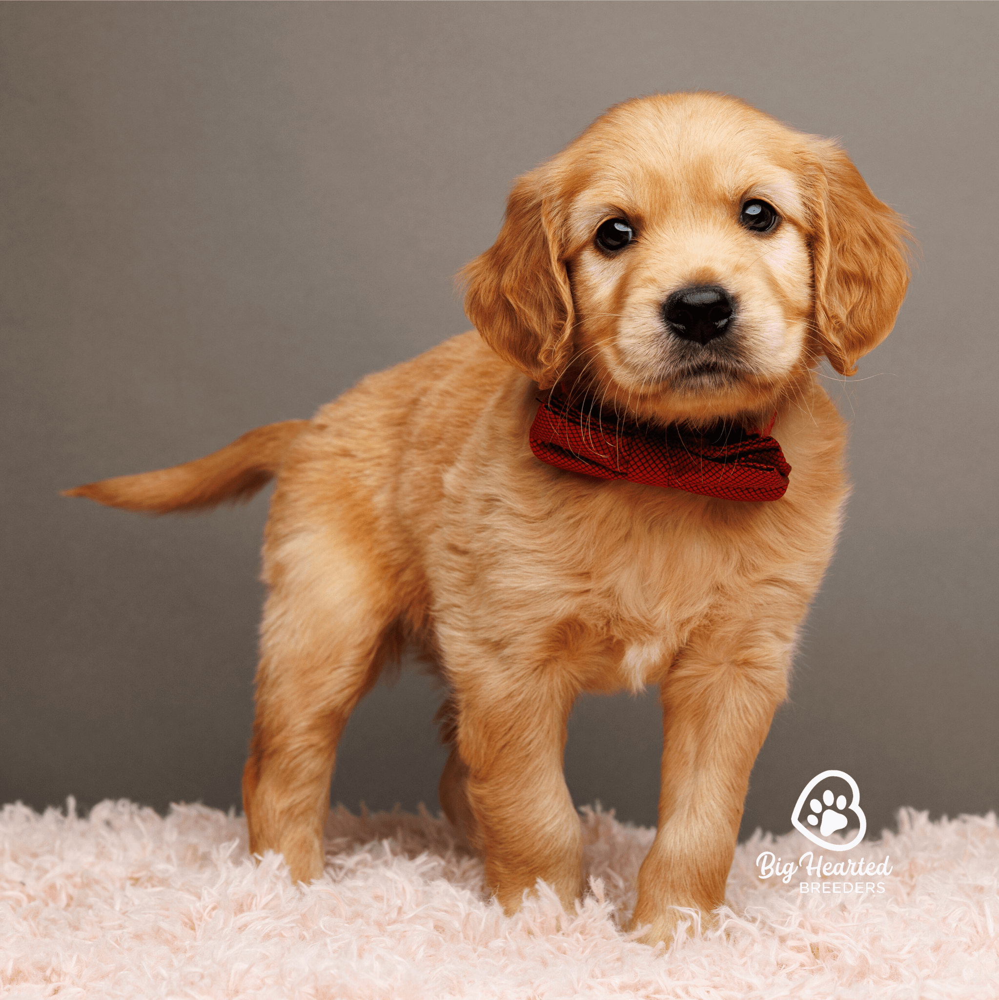 common-health-issues-in-mini-golden-retrievers