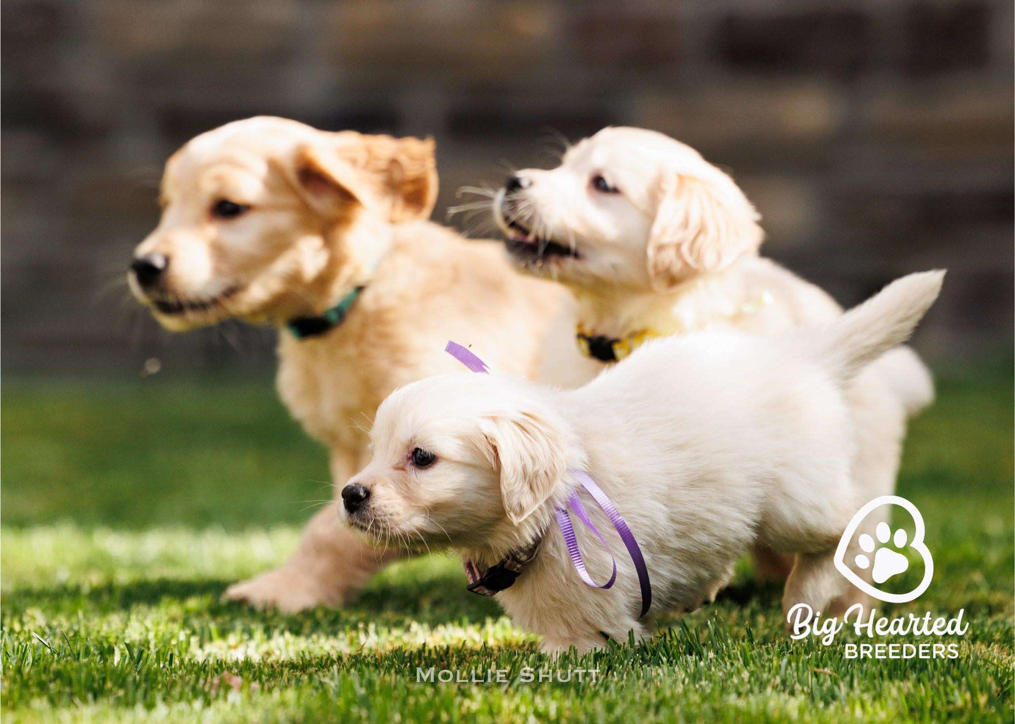 the-ultimate-guide-to-mini-golden-retrievers