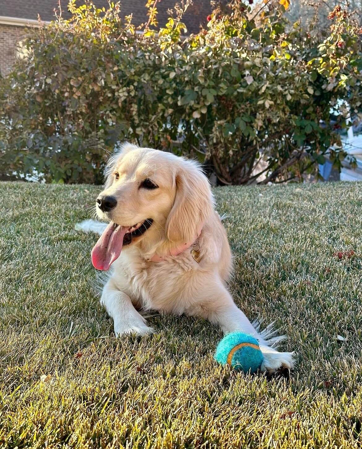 top-activities-and-games-for-mini-golden-retrievers