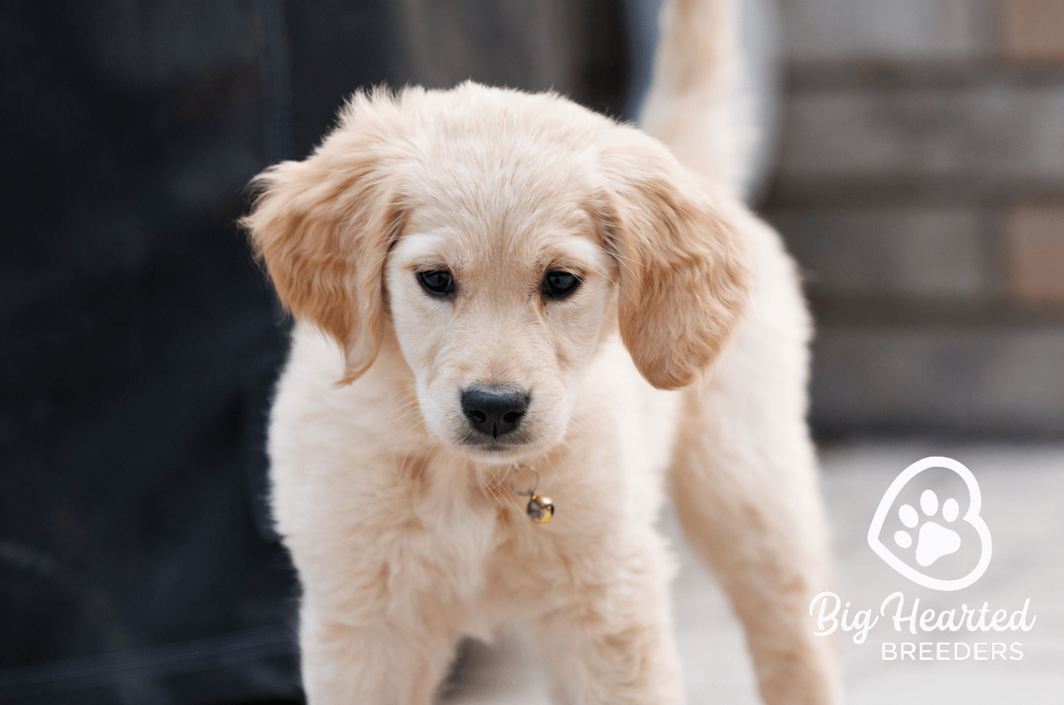 summer-seasonal-care-tips-for-mini-golden-retrievers