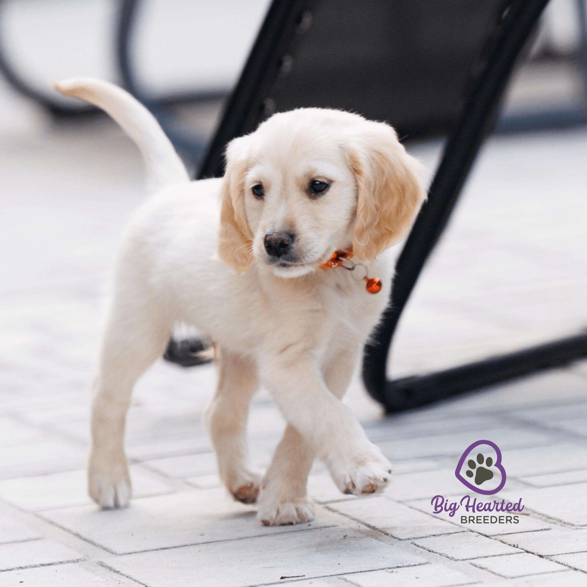 summer-seasonal-care-tips-for-mini-golden-retrievers