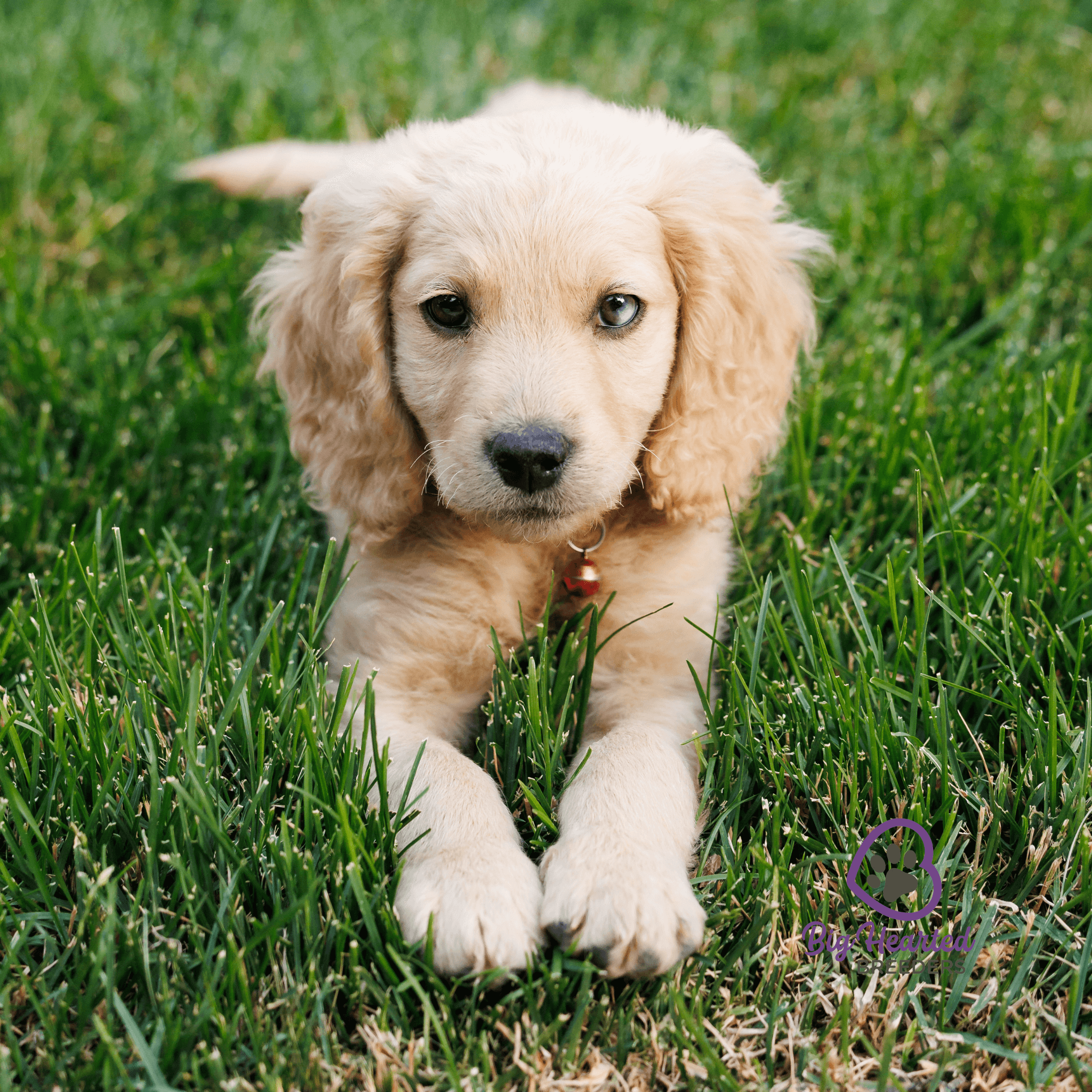 summer-seasonal-care-tips-for-mini-golden-retrievers