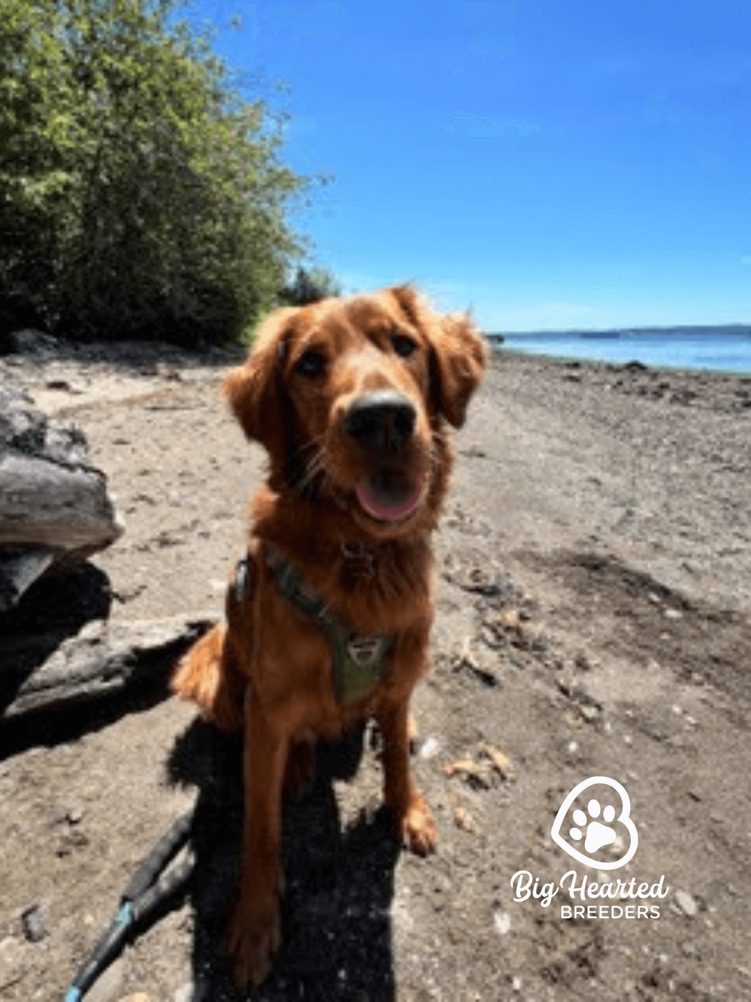 summer-seasonal-care-tips-for-mini-golden-retrievers