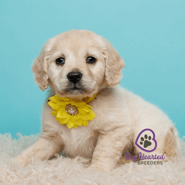 summer-seasonal-care-tips-for-mini-golden-retrievers