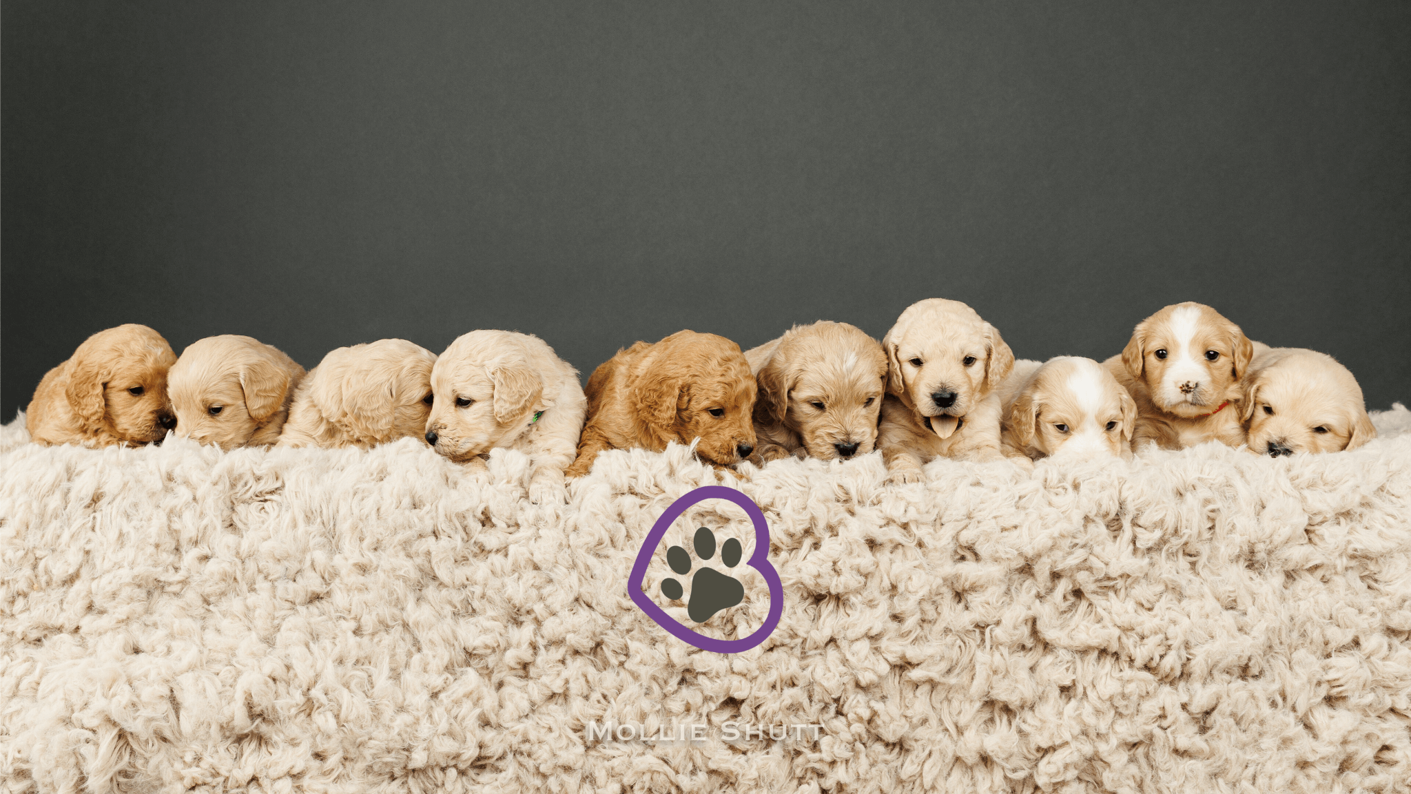 choosing-a-mini-golden-retriever-tips-for-new-owners