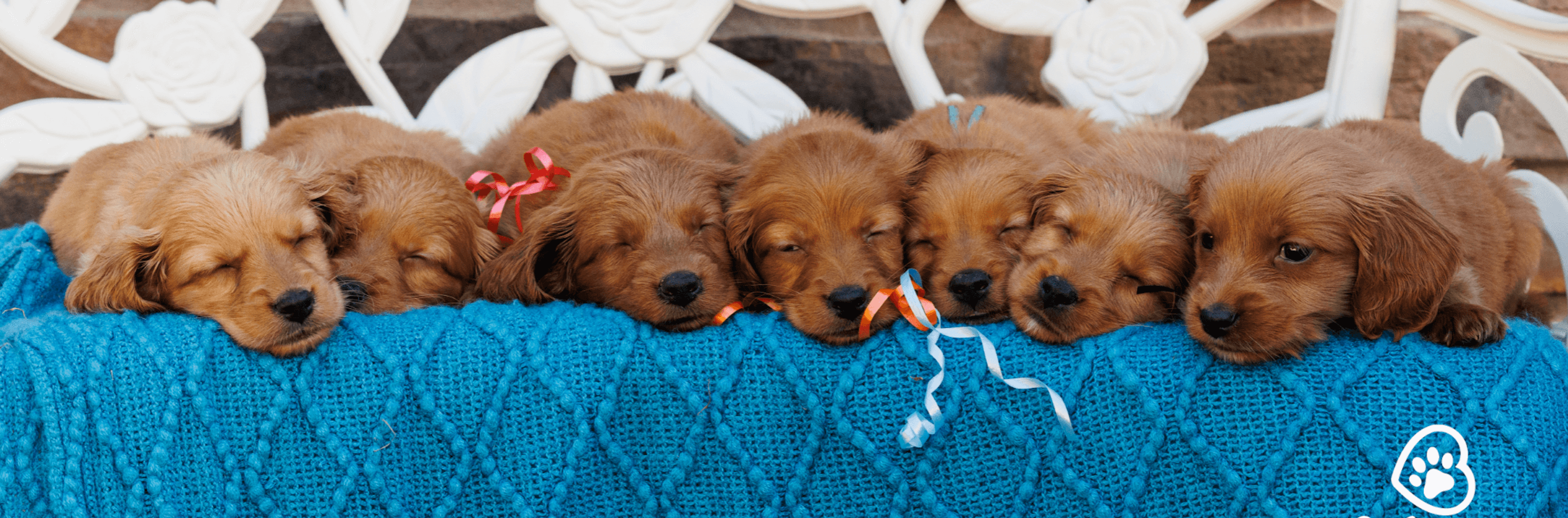 choosing-a-mini-golden-retriever-tips-for-new-owners