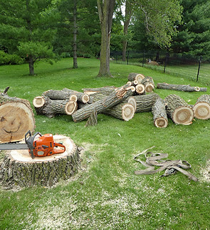 Tree Service Portfolio Image 10