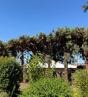 Tree Service Portfolio Image 8