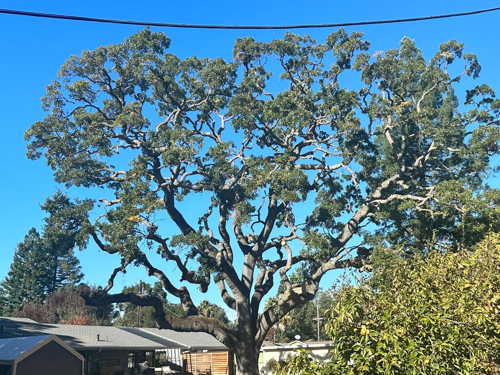 Tree removal and maintenance