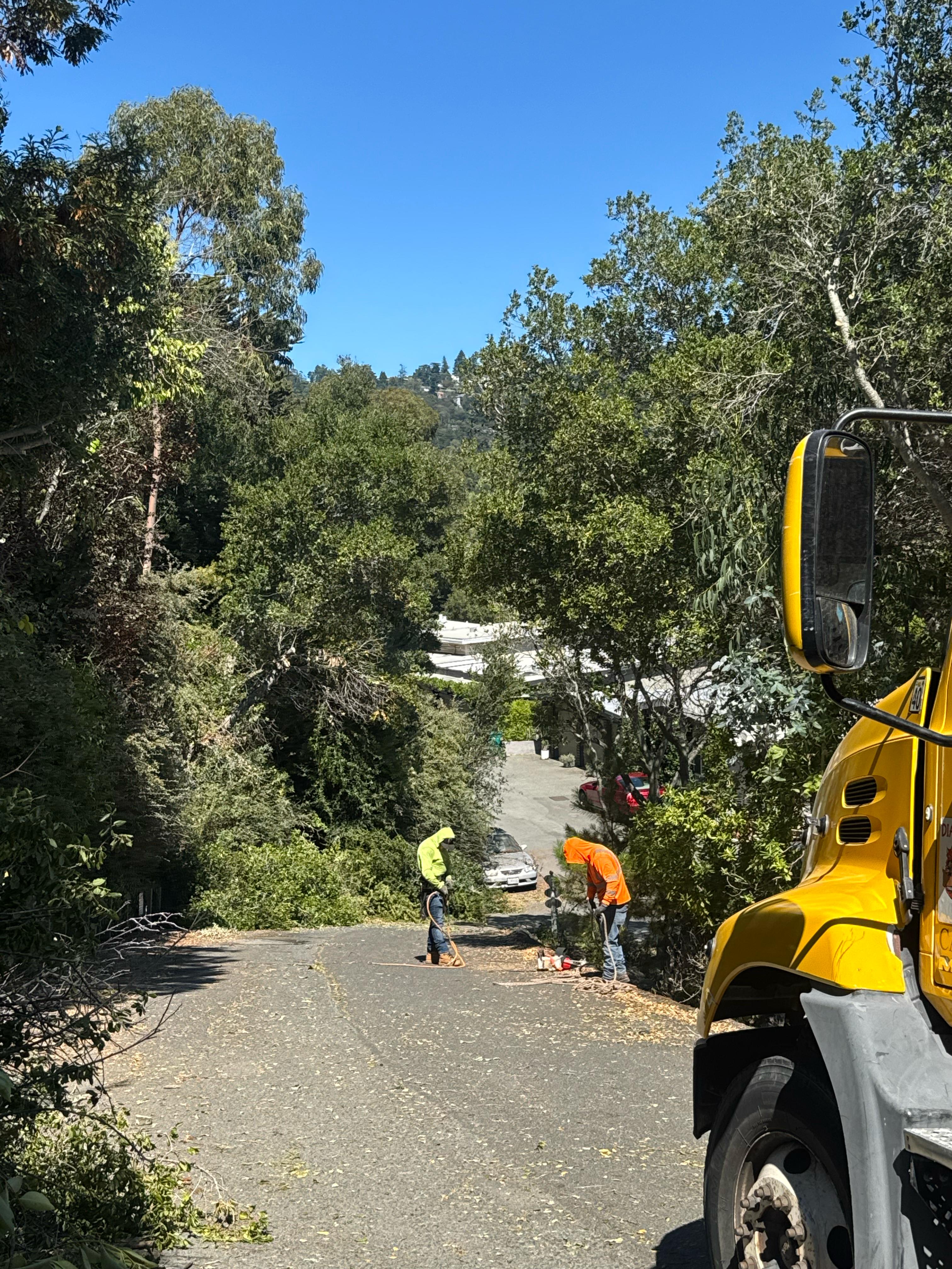 Tree Service Portfolio Image 15