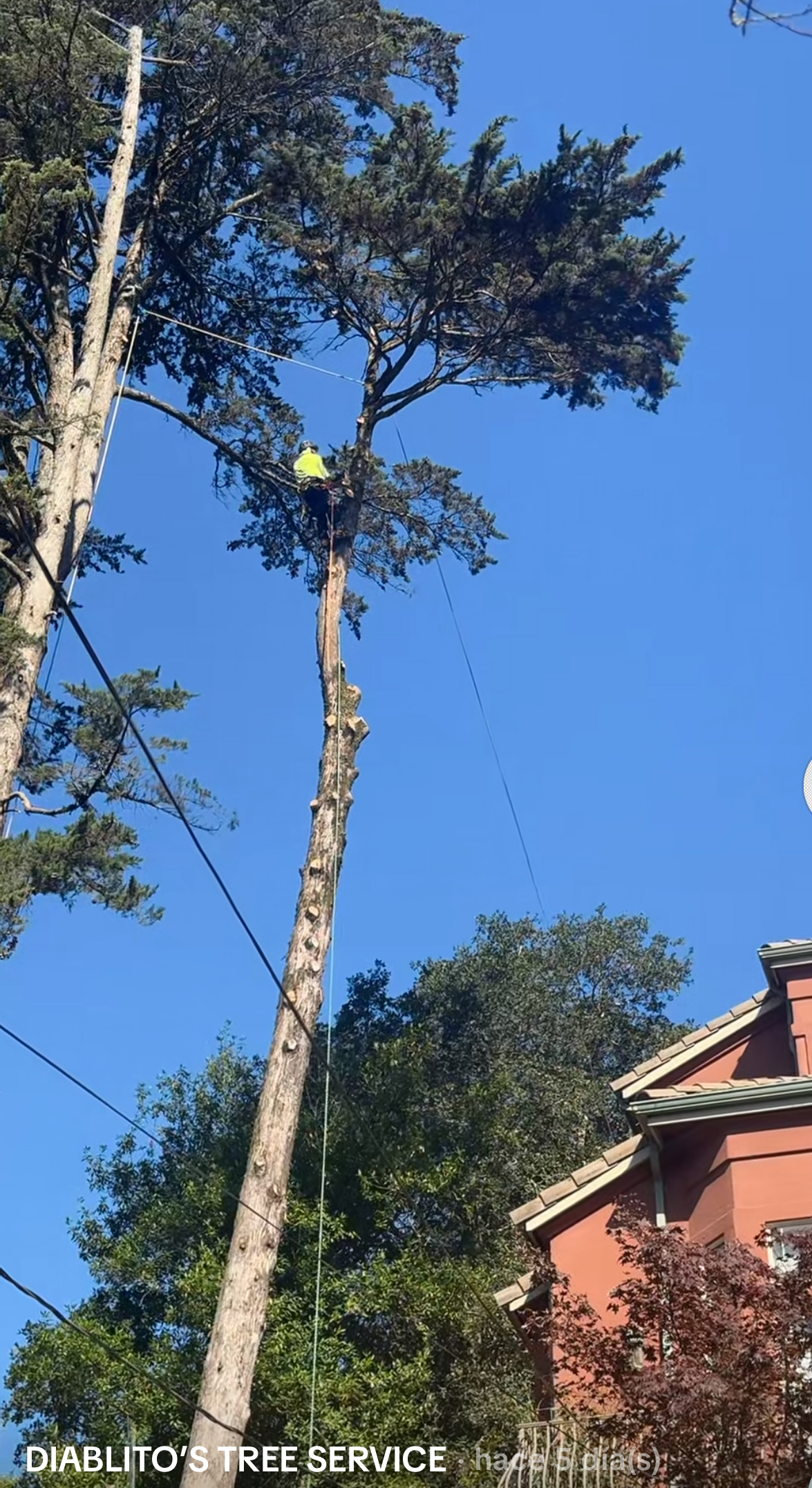 Tree Service Portfolio Image 17