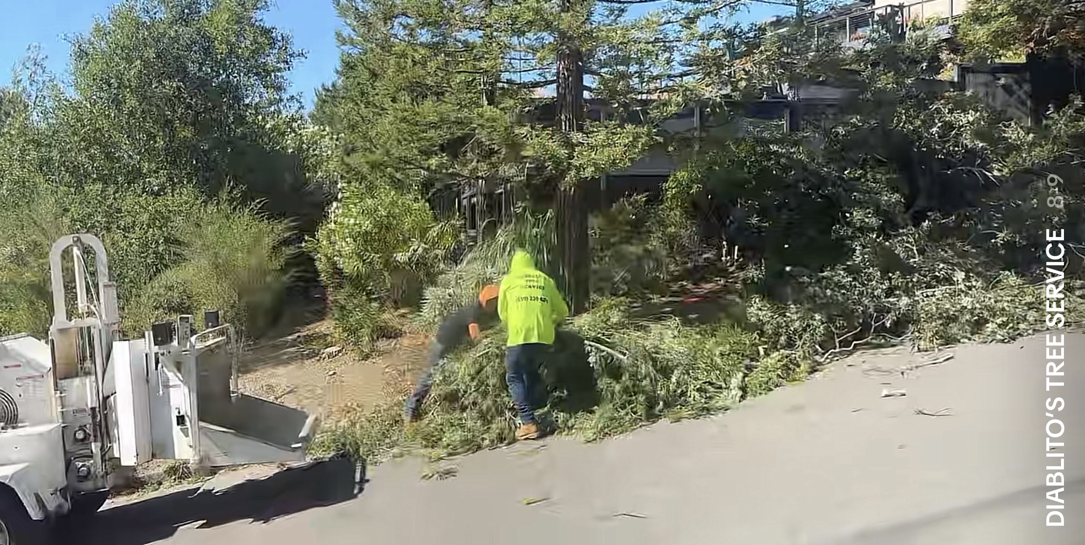 Professional tree care services