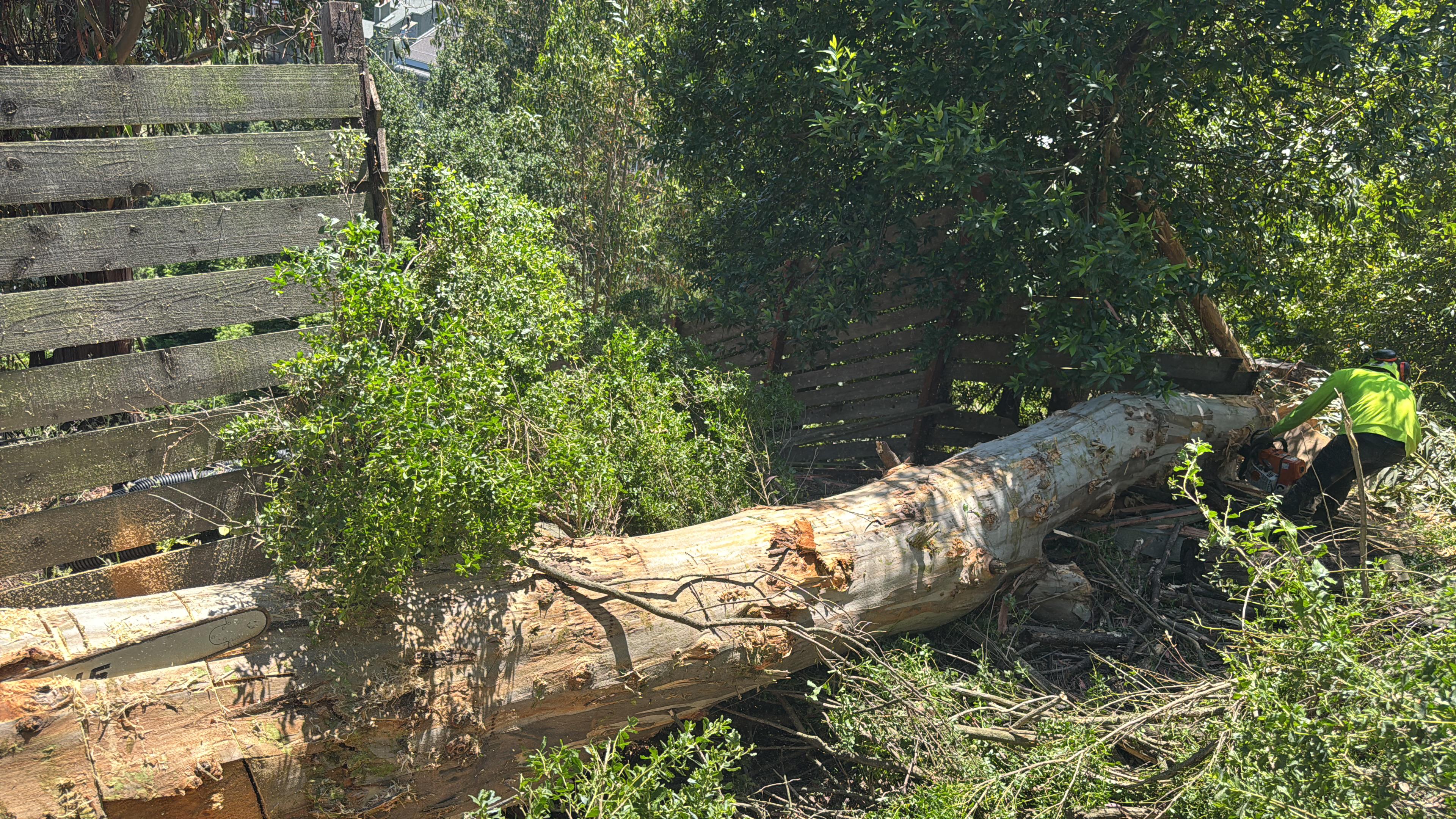 Diablito's Tree Service team professionals