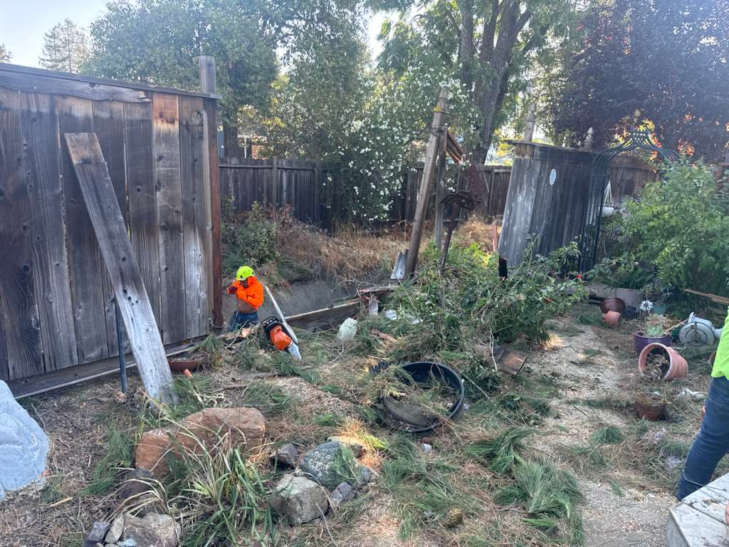 Expert tree service team