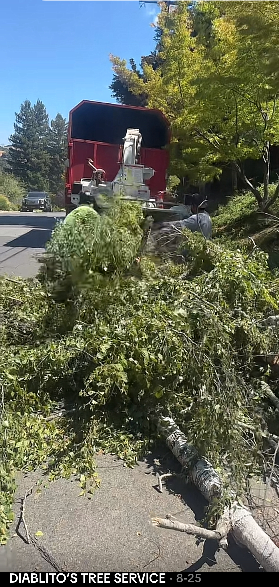 Tree Service Portfolio Image 19