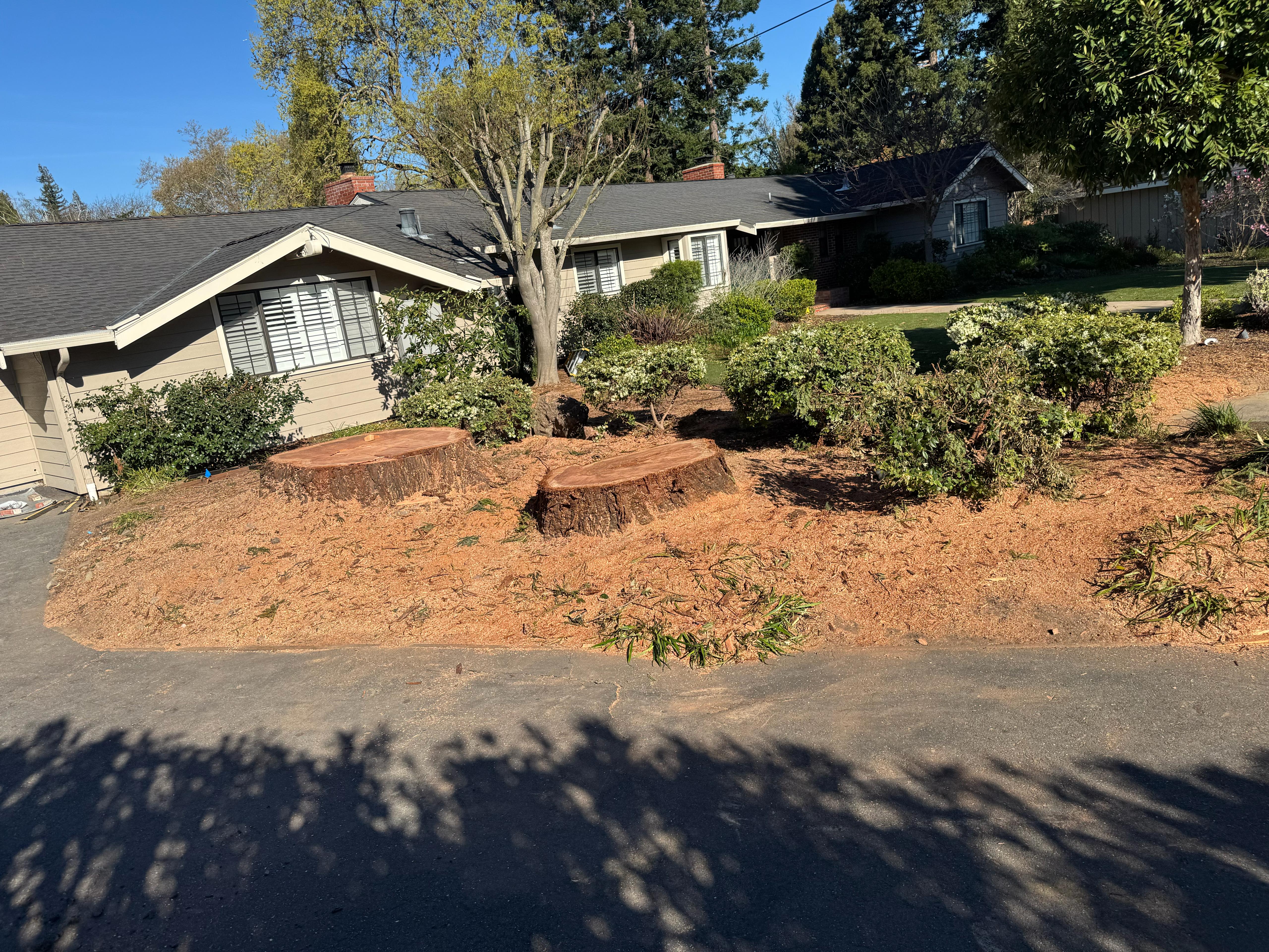 Tree Service Portfolio Image 20