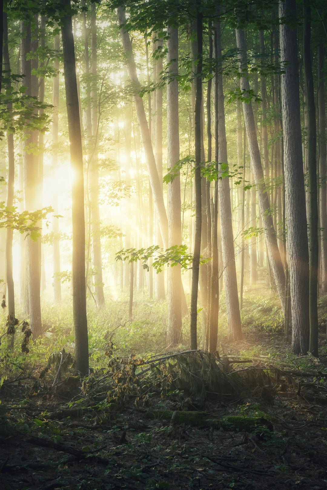 Sunlight streaming through trees in a peaceful forest, symbolizing faith, renewal, and natural energy. Sunlight streaming through trees in a peaceful forest, symbolizing faith, renewal, and natural energy.