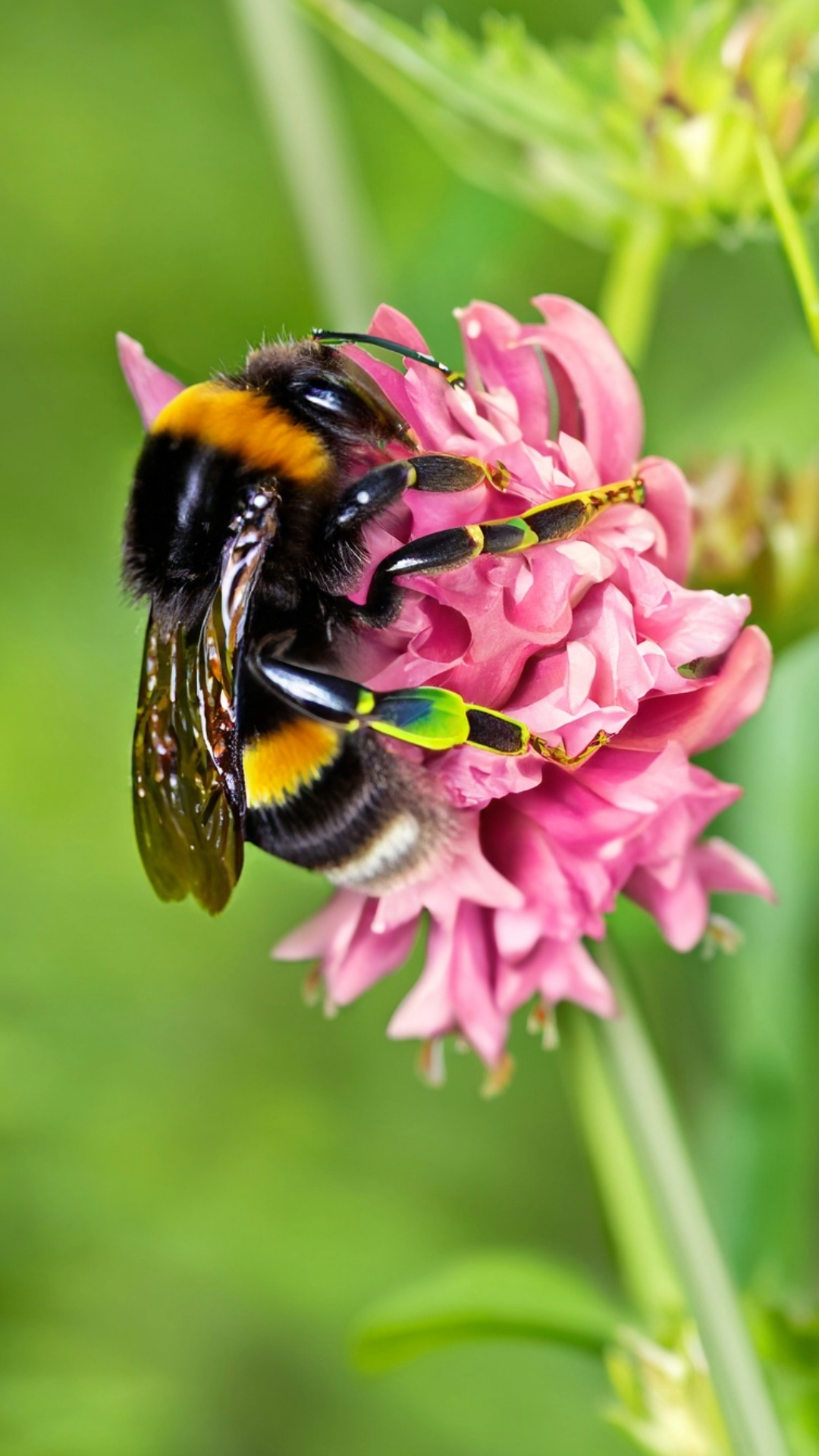 bolderlawns_pollinator_ bumble_bee_Bombus_affinis