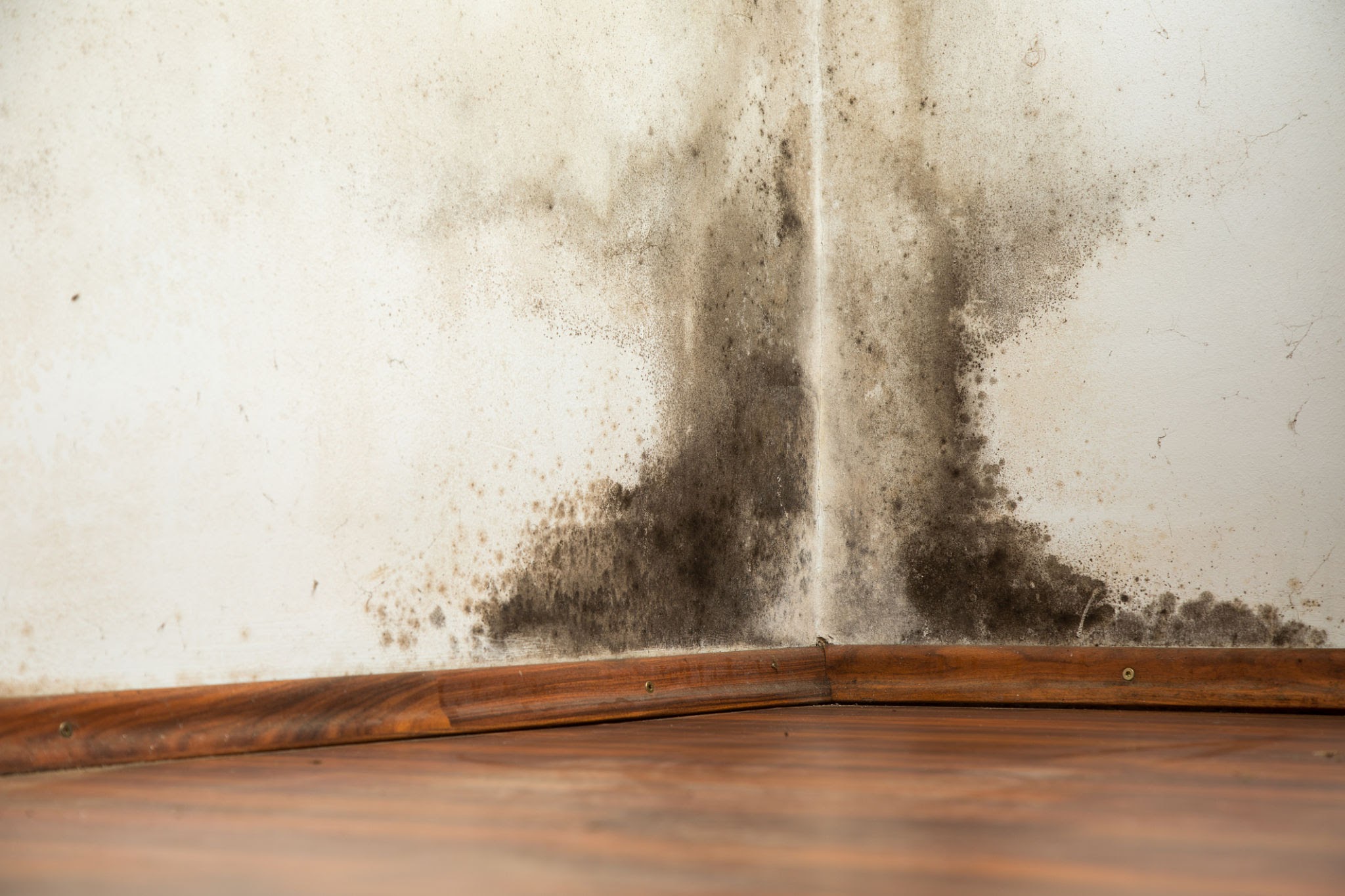 mildew stain mildew stain