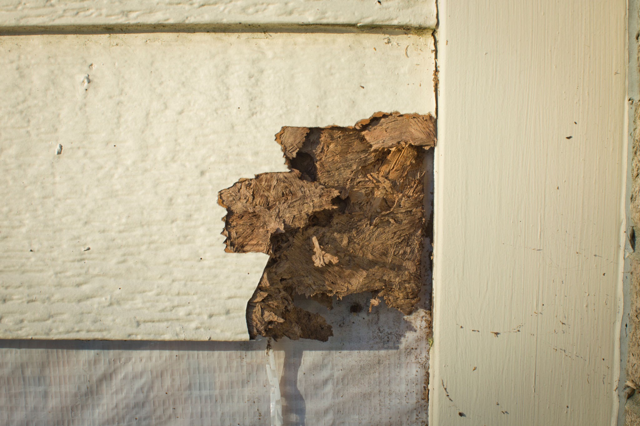 pest damage pest damage