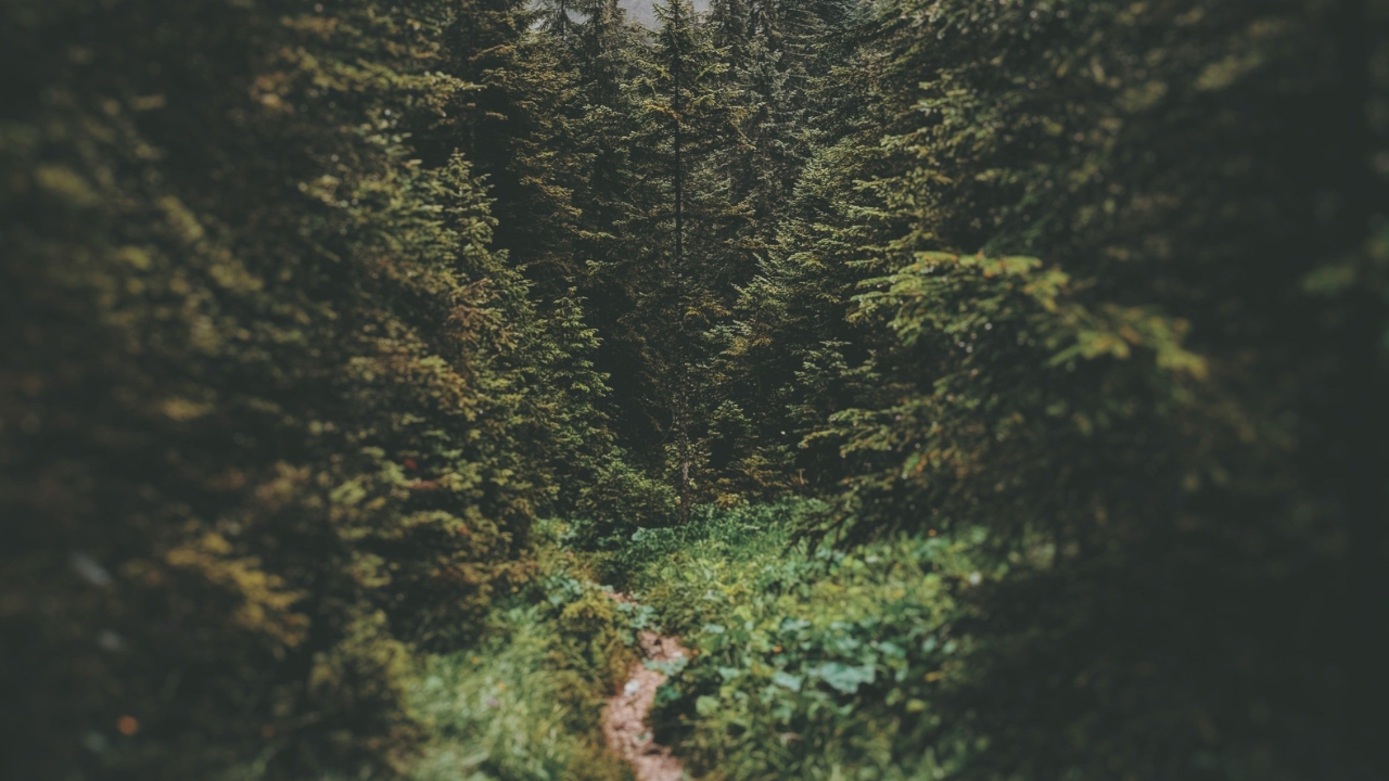 path in dense forest