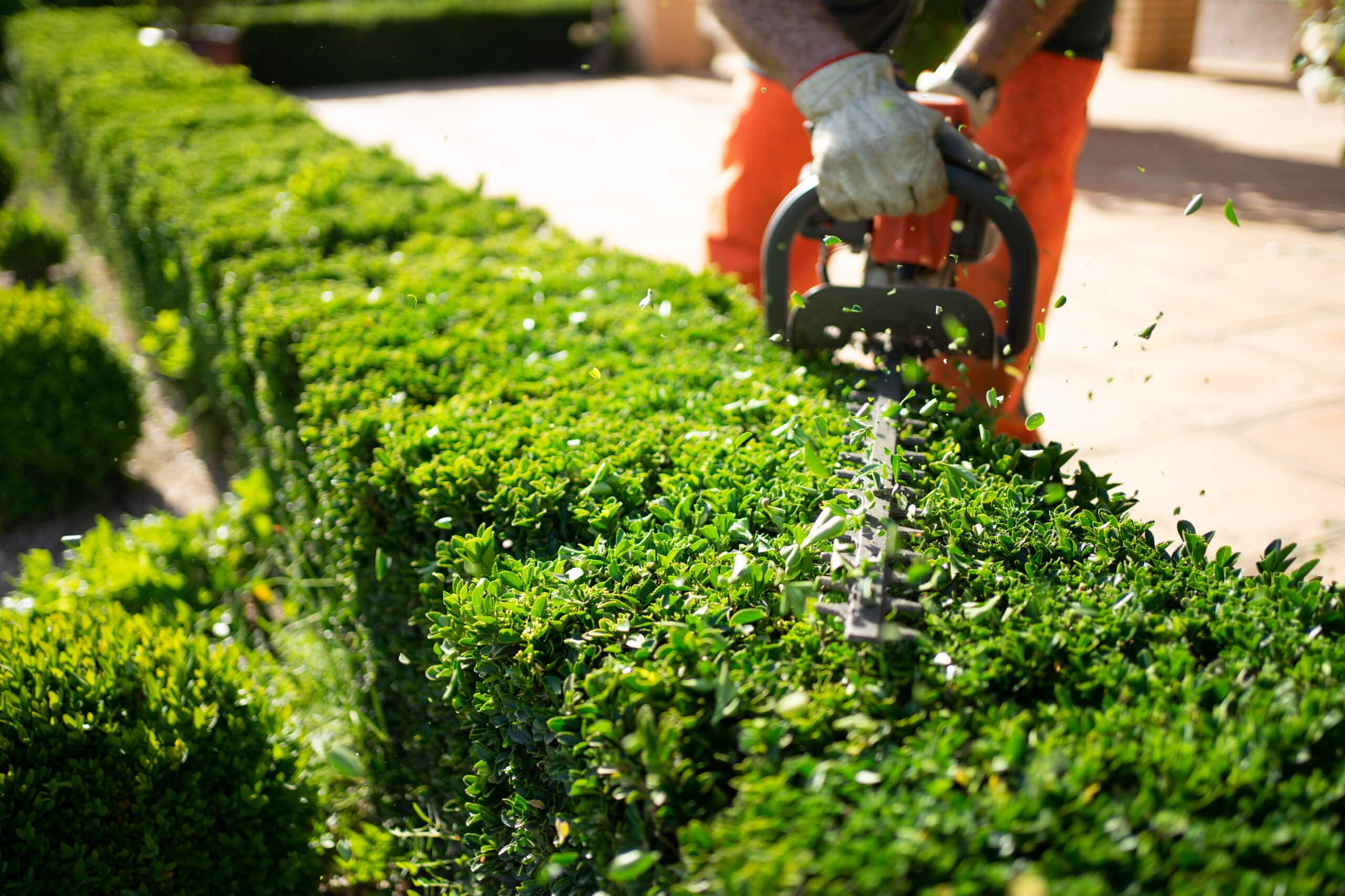 Regular Property Maintenance, expert landscaper trimming bushes